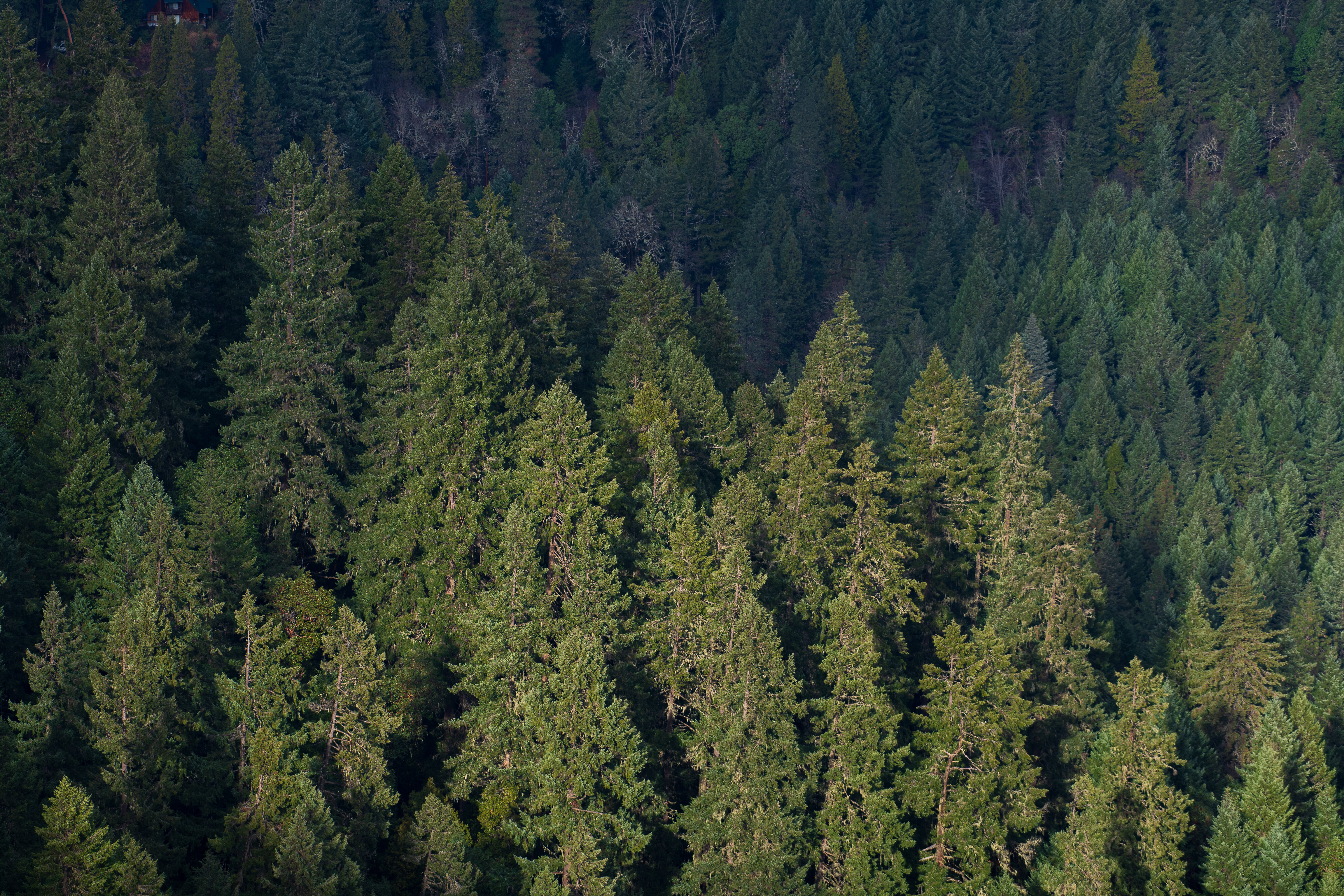 Free download wallpaper Pine, View From Above, Trees, Nature, Forest on your PC desktop