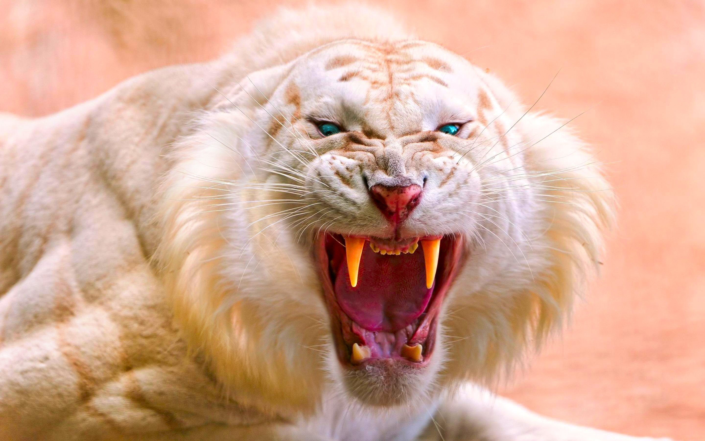 1462831 descargar fondo de pantalla animales, tigre blanco, albino, tigre: protectores de pantalla e imágenes gratis