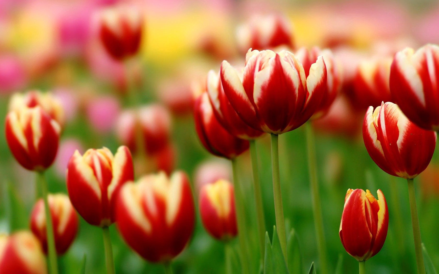 close up, flowers, tulips, flower bed, flowerbed, variegated, mottled Full HD