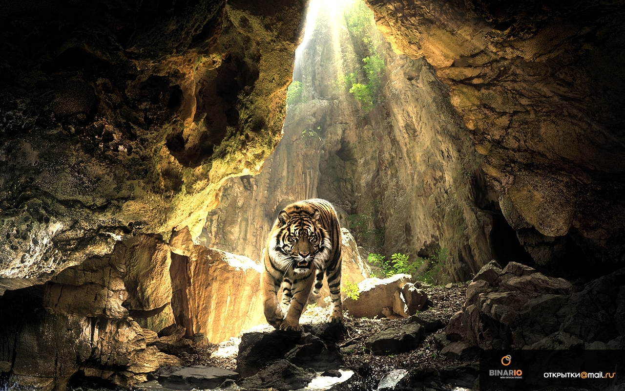 23876 Hintergrundbild herunterladen tigers, tiere, gelb - Bildschirmschoner und Bilder kostenlos