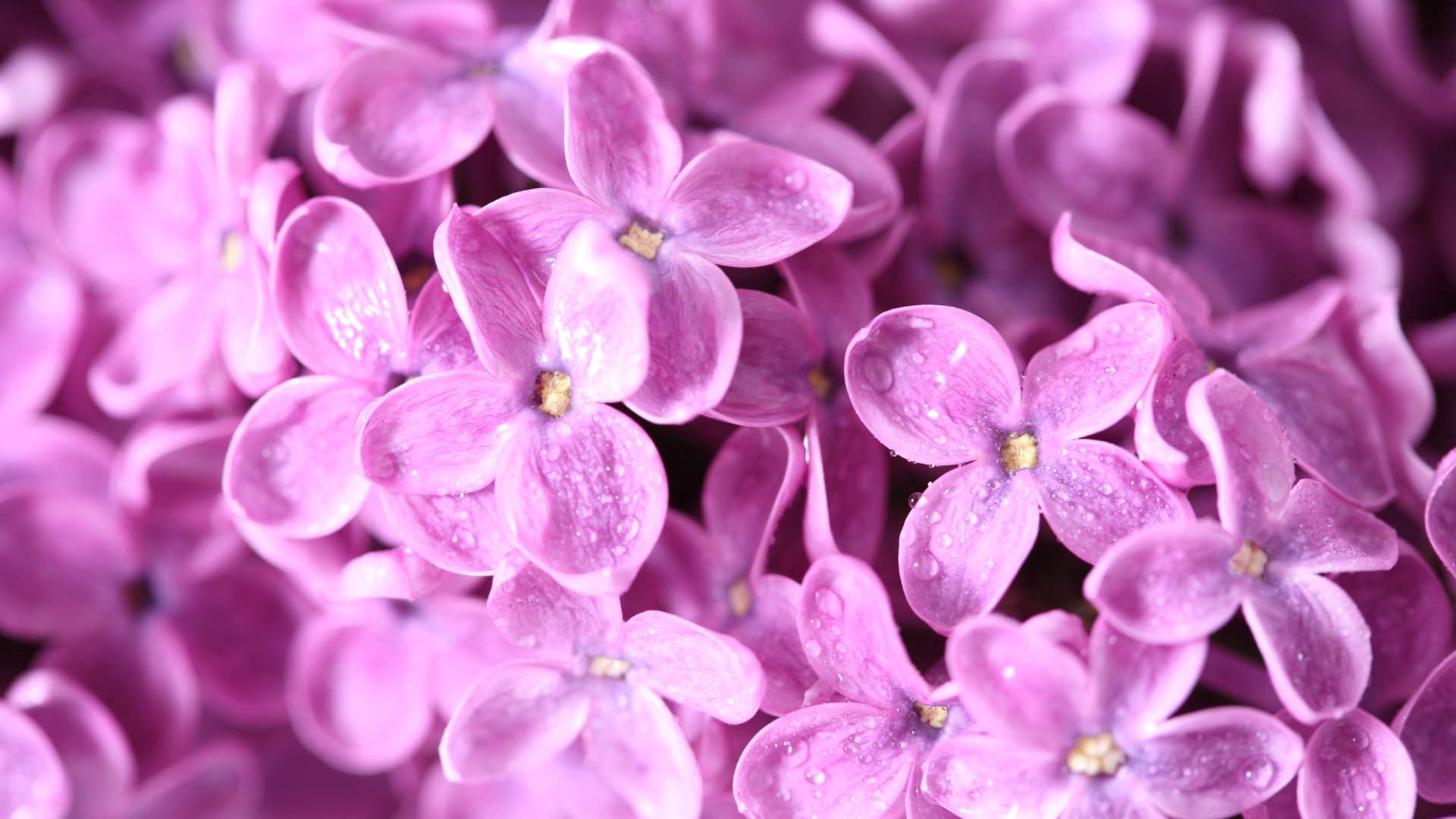 Free download wallpaper Flower, Macro, Bud, Petals, Lilac on your PC desktop