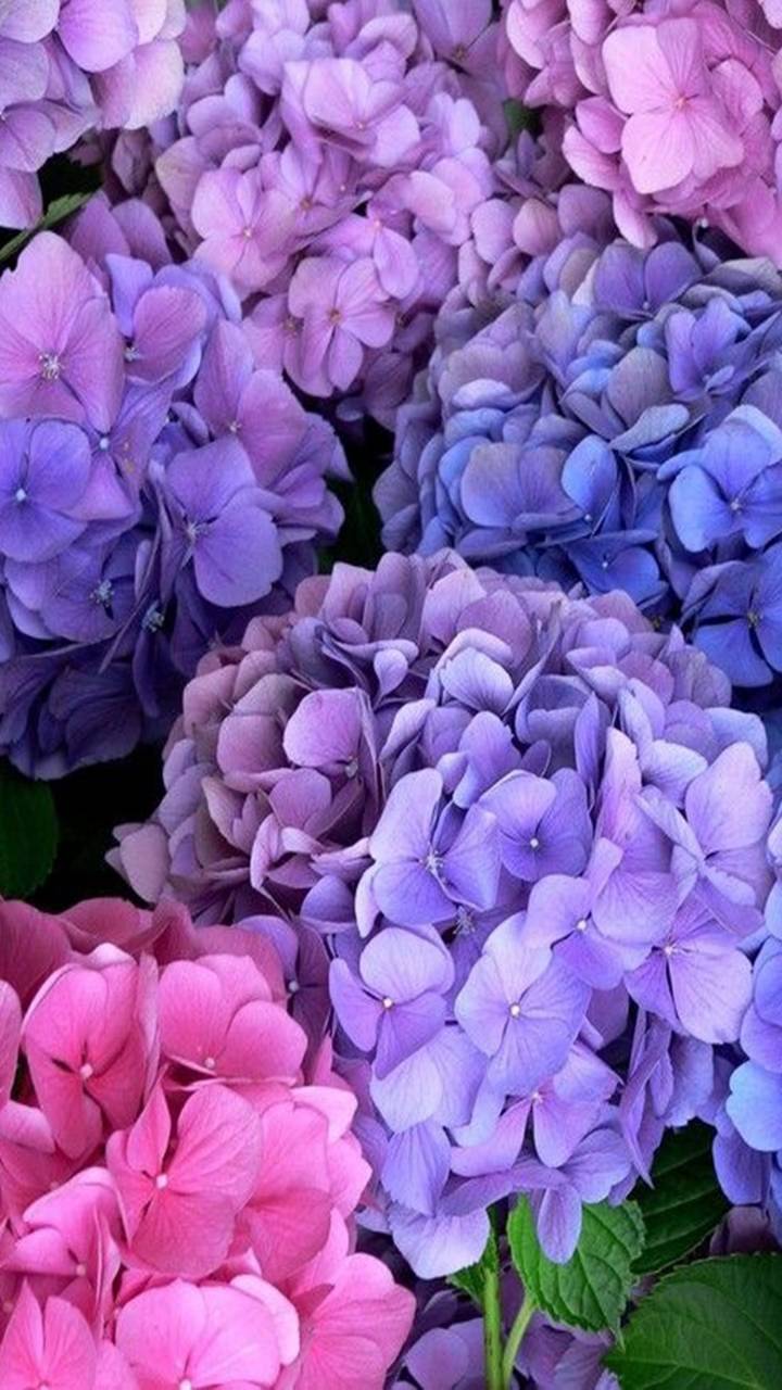 Много Фиолетовых Цветов