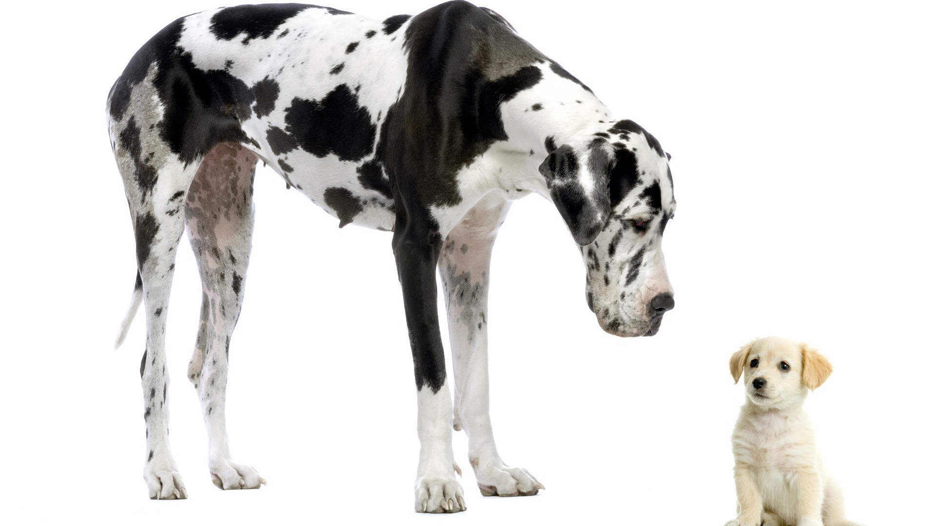 Best Great Dane mobile Picture