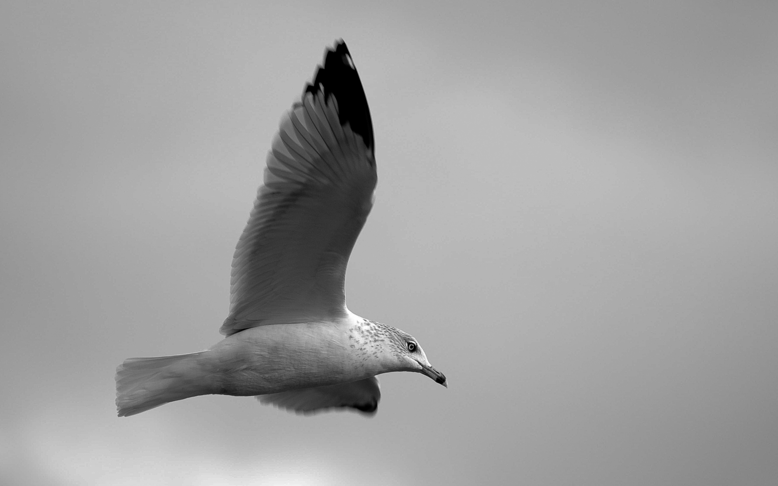 seagulls, animals, birds, gray QHD