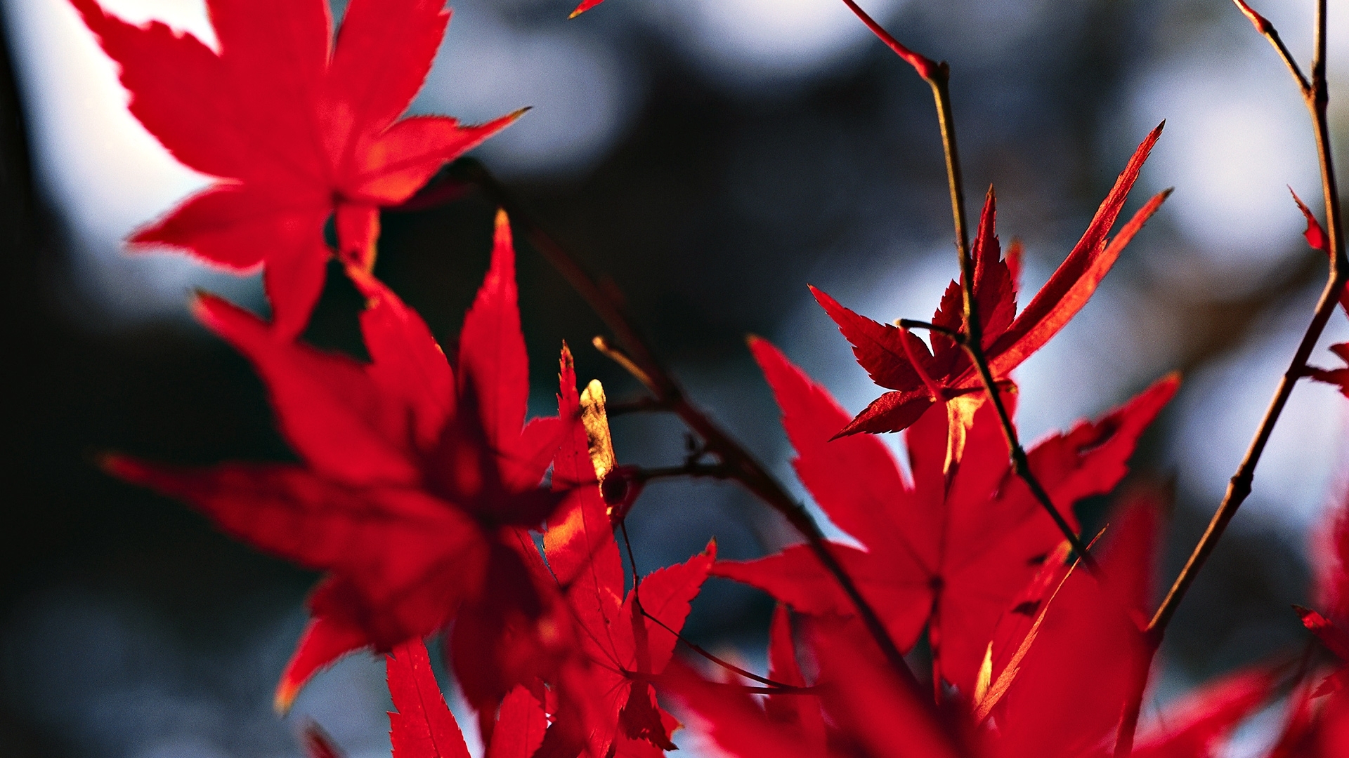 Обои красные кленовые листья