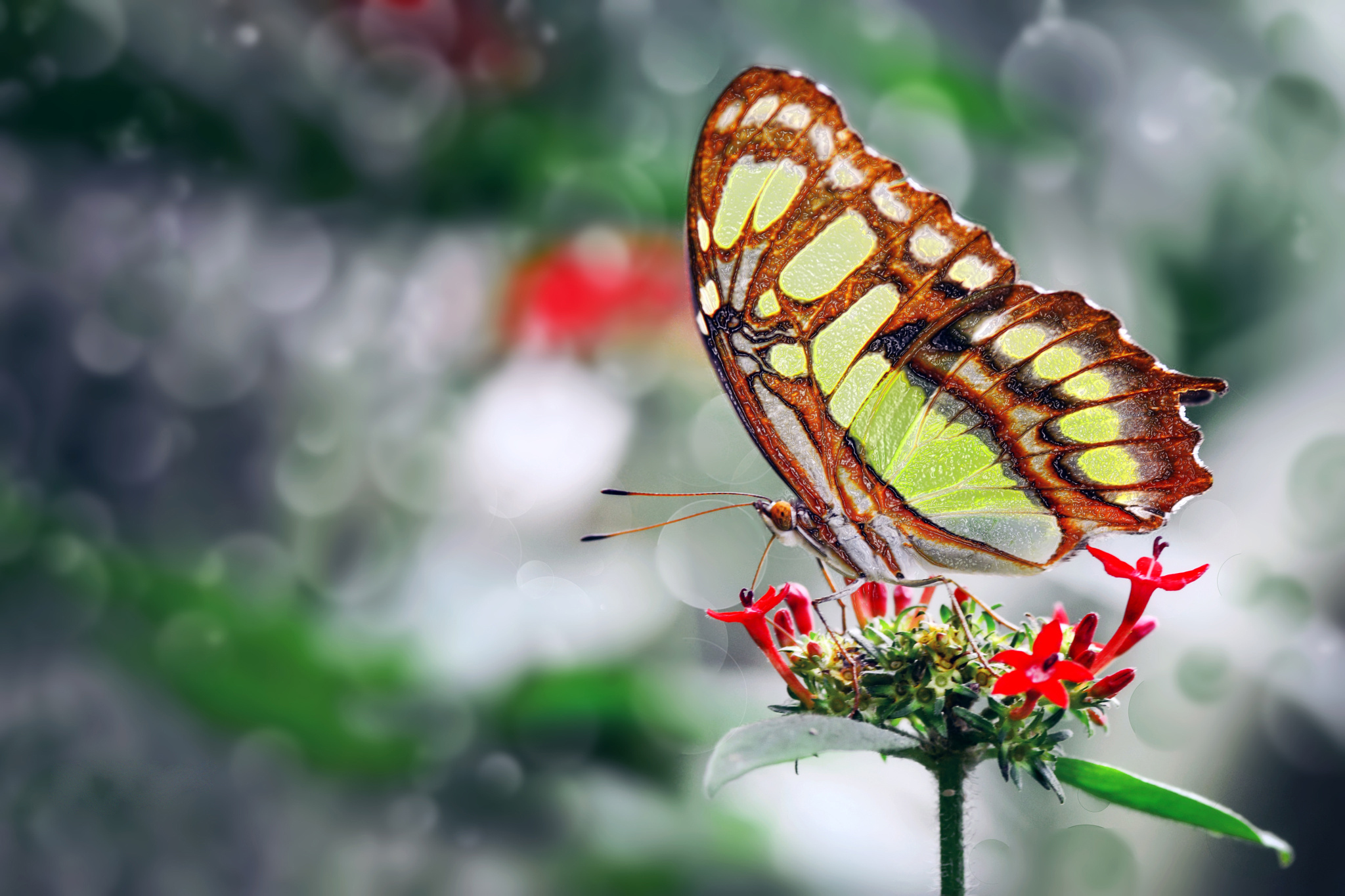 Фото бабочка на цветке в хорошем качестве