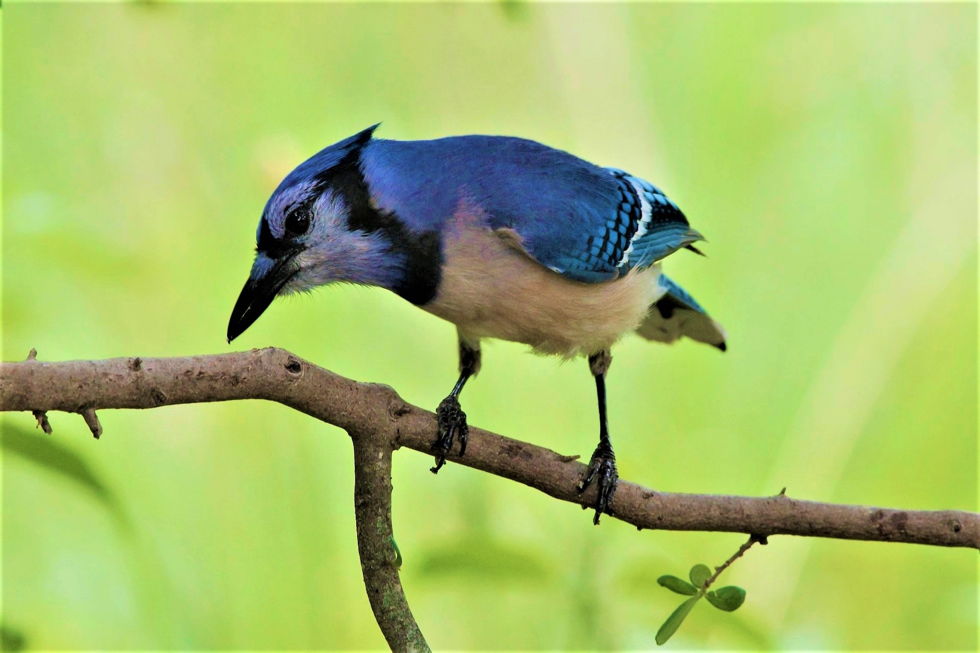 Free photo: Baby Blue Jay - Animal, Baby, Bird - Free Download