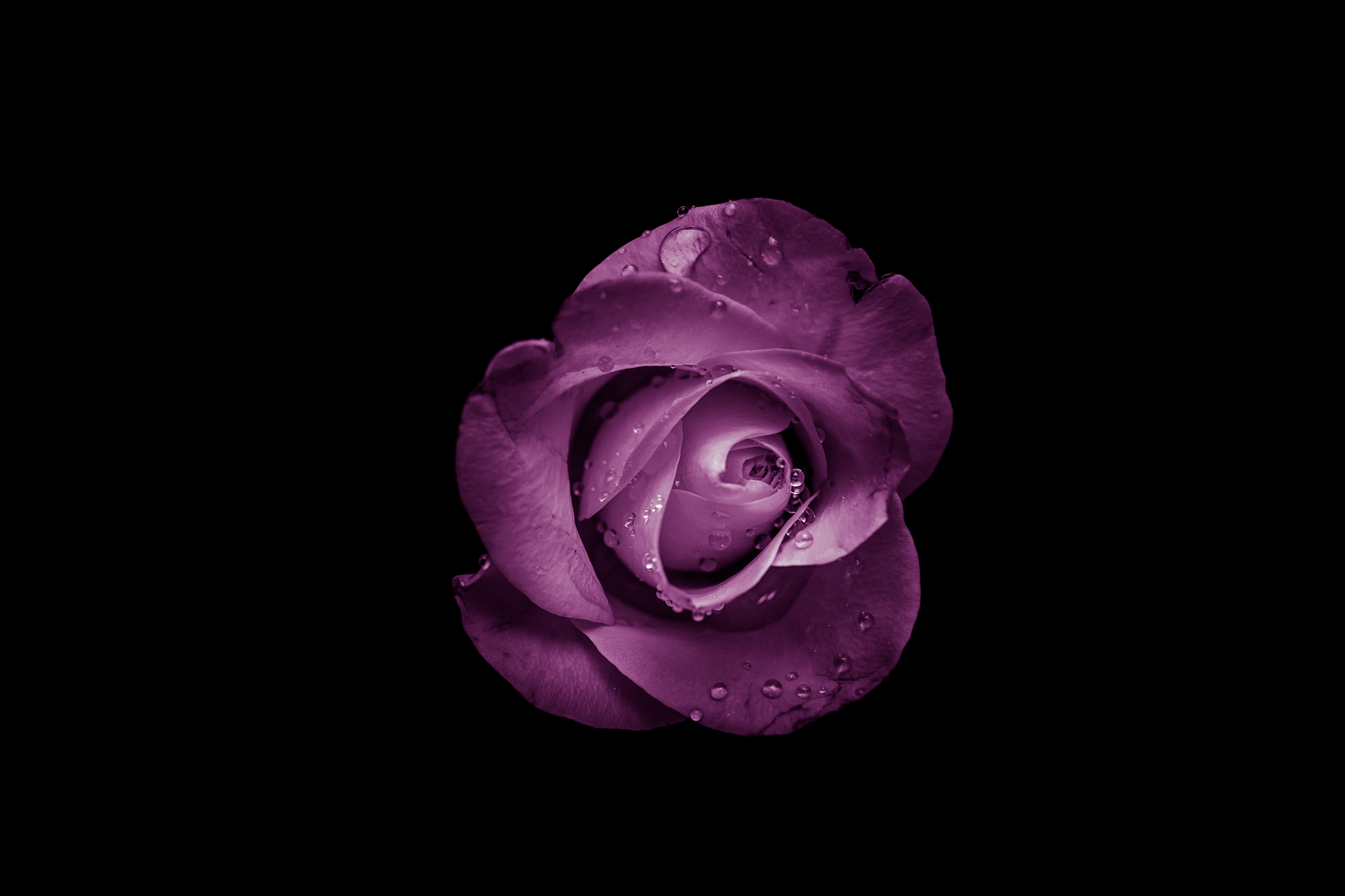 android rose flower, bud, flowers, purple, drops, violet, flower, rose