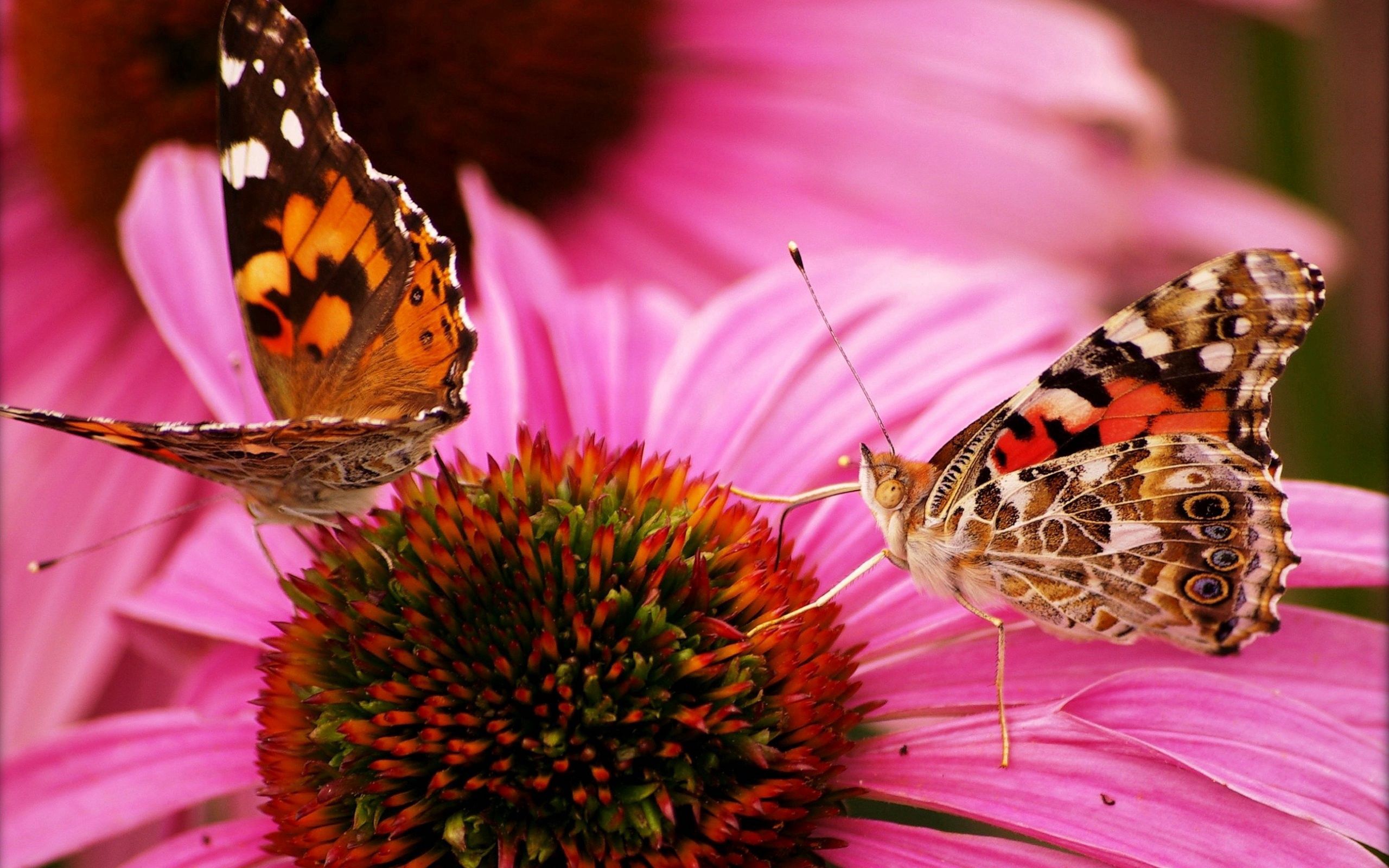 156490 baixar papel de parede borboletas, flor, macro, pétalas, bela, bonito - protetores de tela e imagens gratuitamente