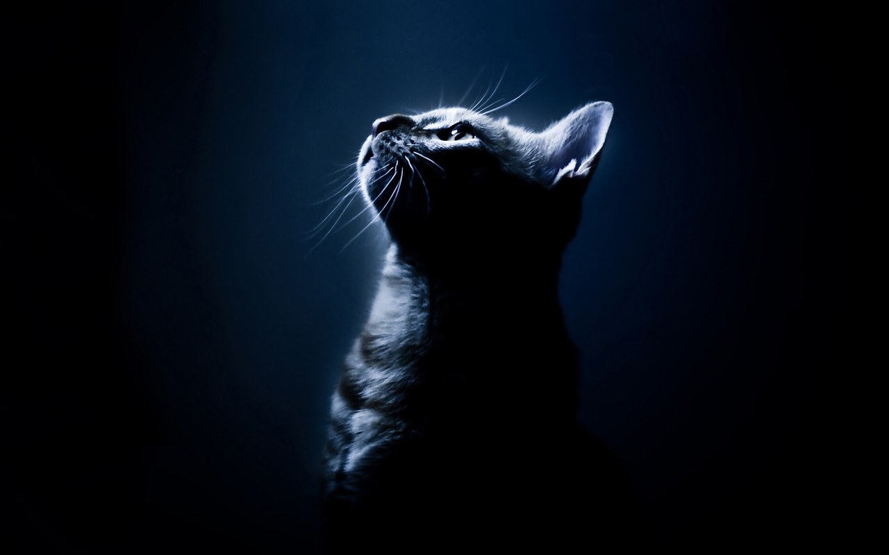 Кот на темном фоне