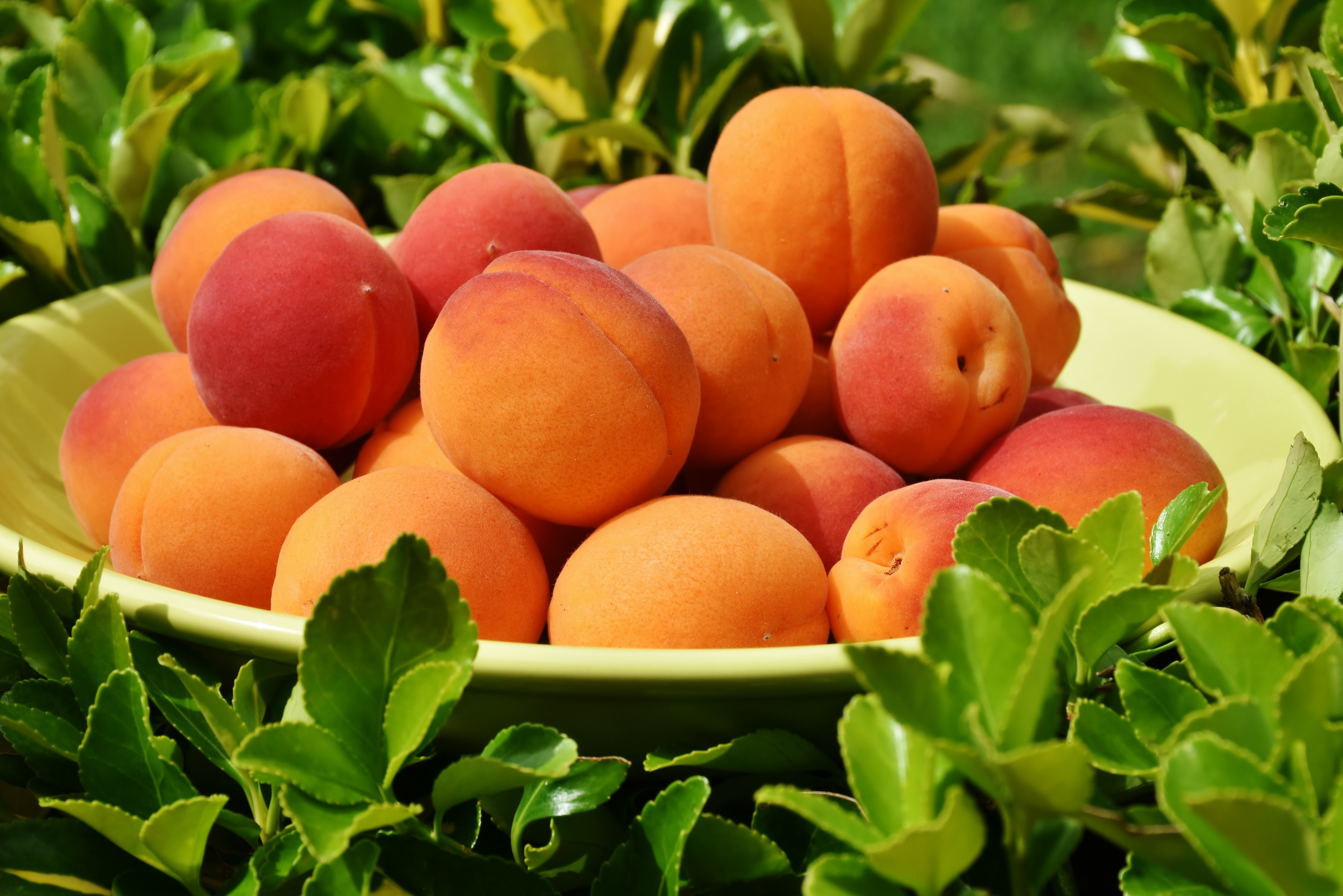 101571 скачать обои абрикосы, трава, животные, фрукты, спелый - заставки и картинки бесплатно