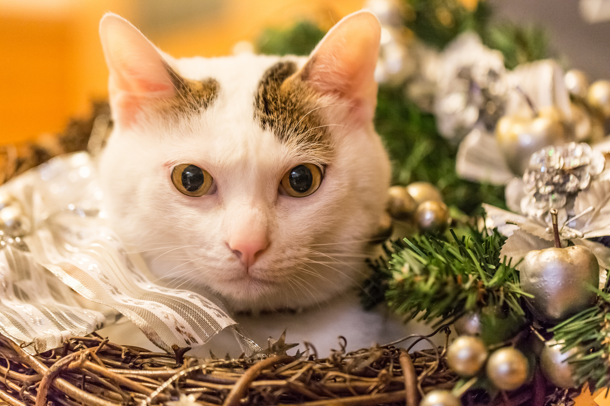 Free download wallpaper Cats, Cat, Muzzle, Christmas, Animal on your PC desktop