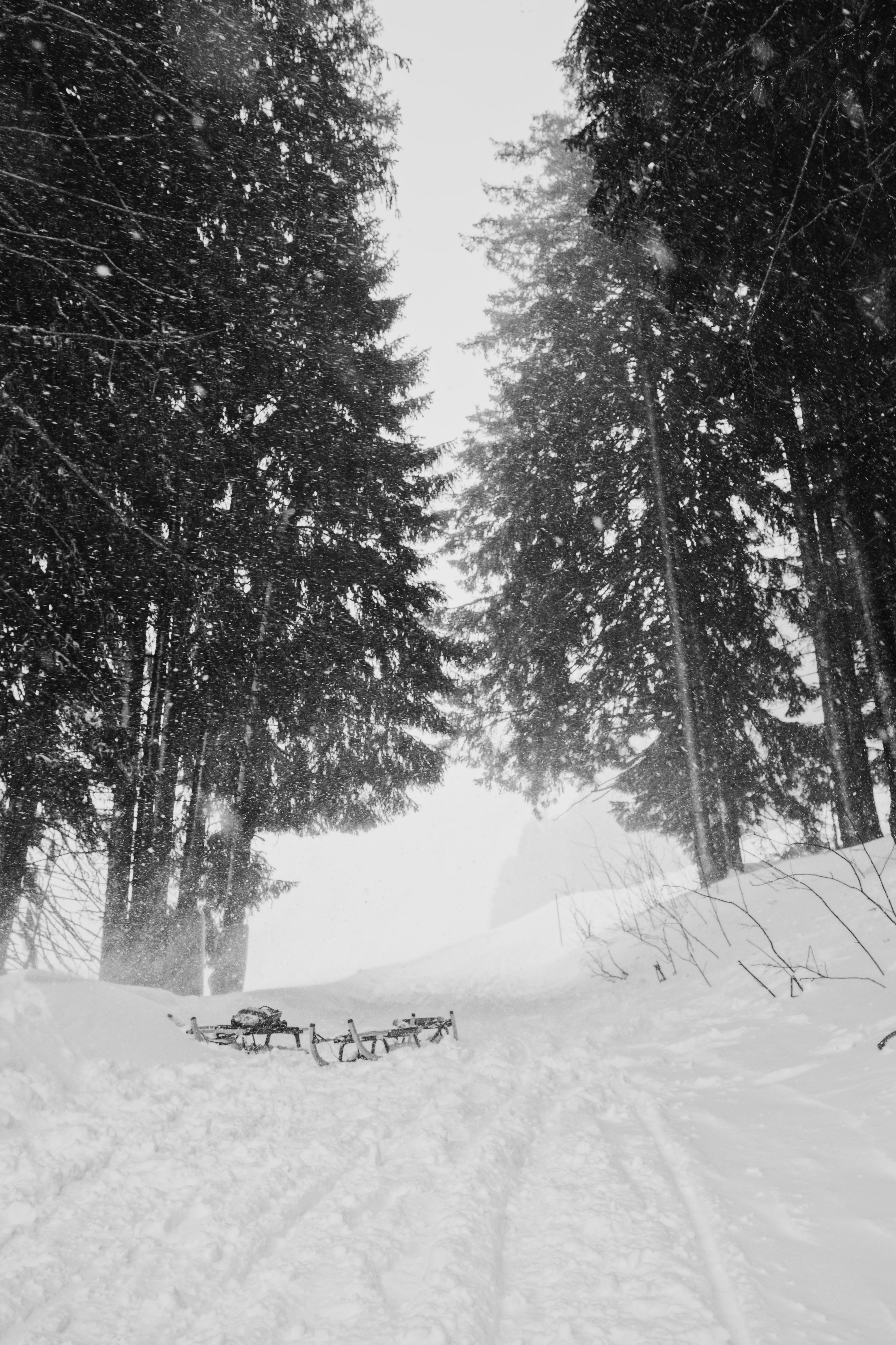sled, winter, nature, trees, snow, sledge 4K Ultra