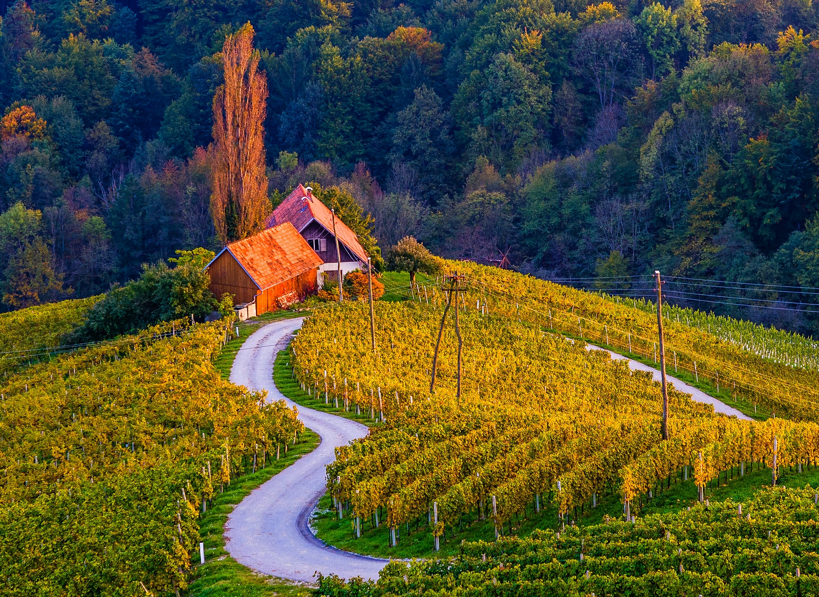 slovenia, man made, vineyard, fall, forest, house, mountain, tree HD wallpaper