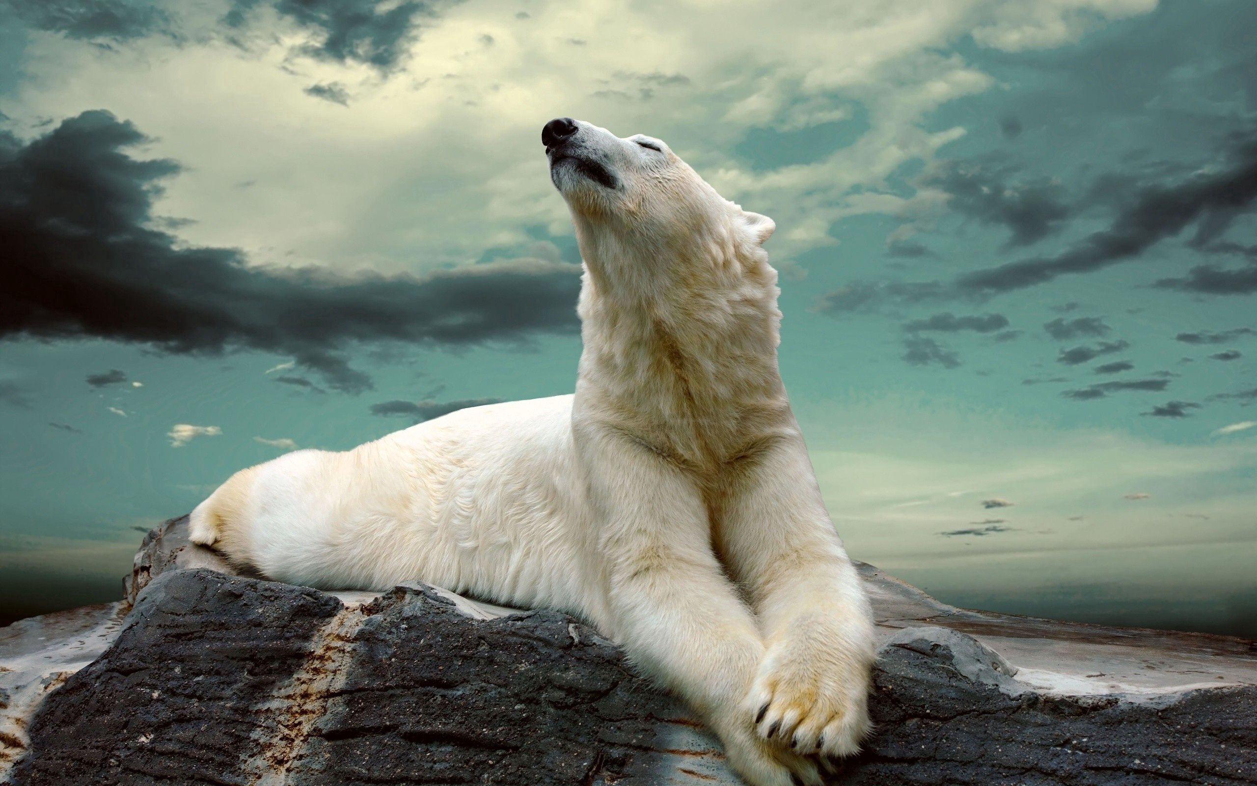 animals, to lie down, lie, fat, thick, polar bear wallpaper for mobile