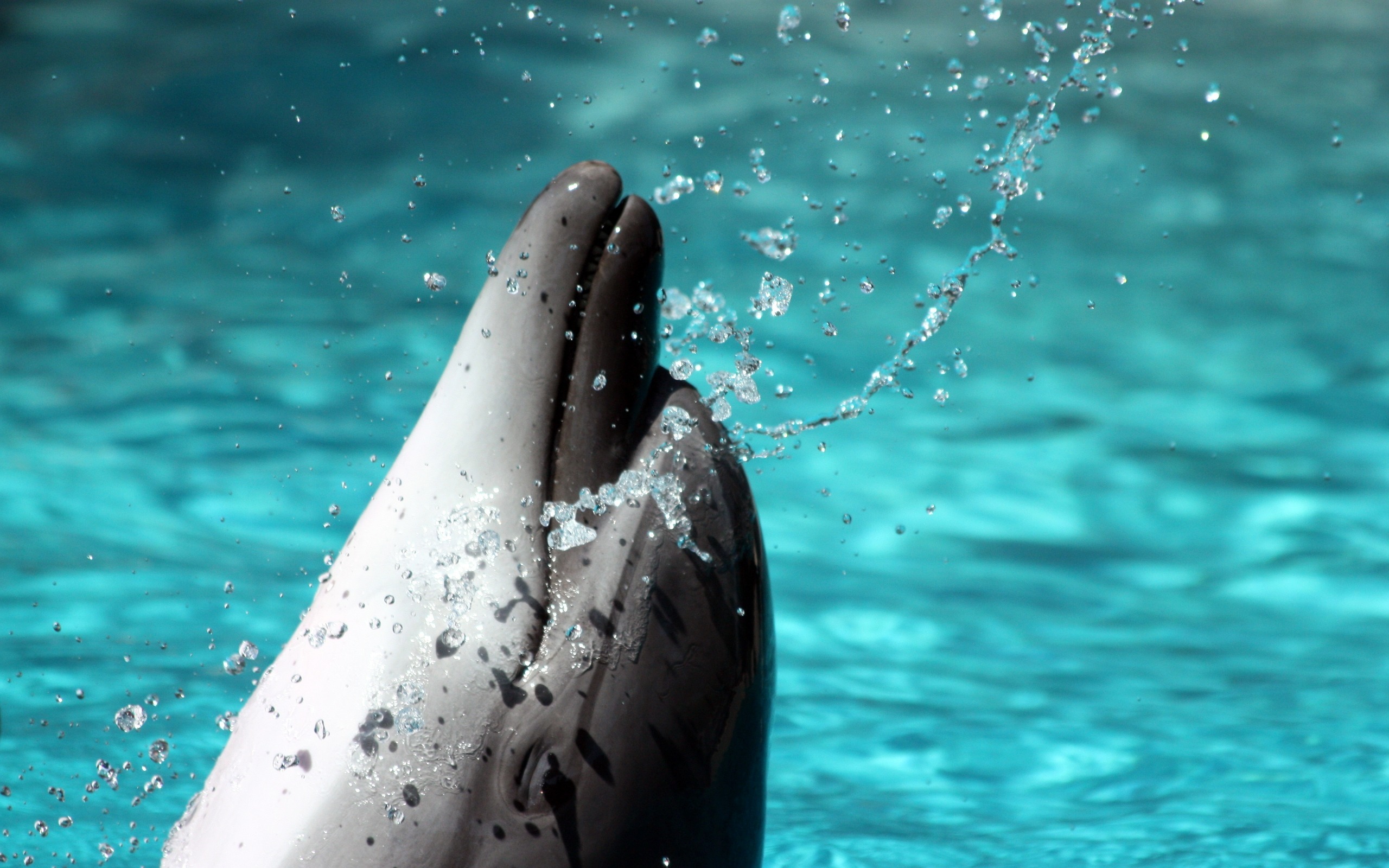 227623 免費下載壁紙 动物, 海豚 屏保和圖片