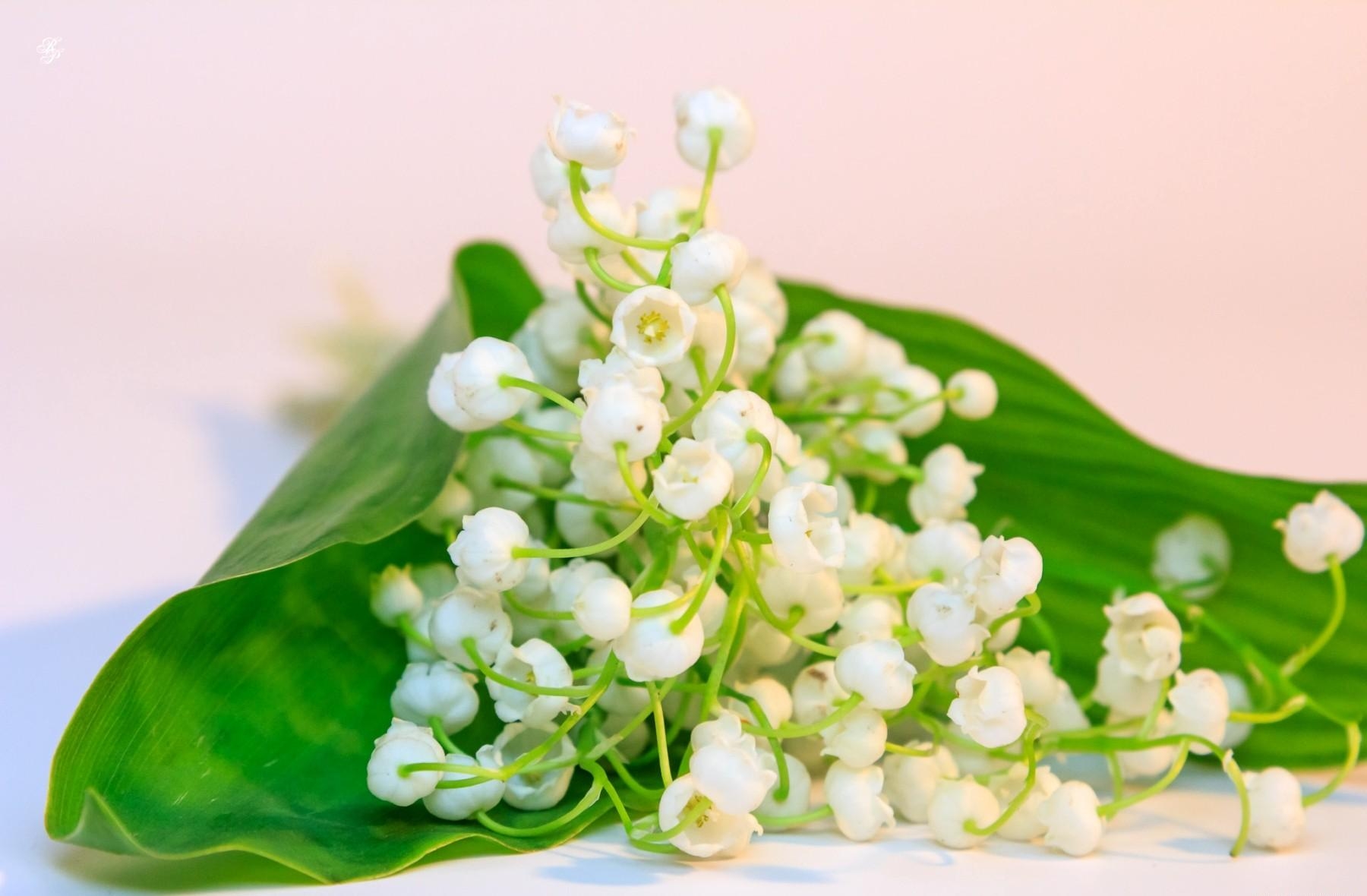 lily of the valley, flowers, bluebells, white, to lie down, lie, spring, snow white