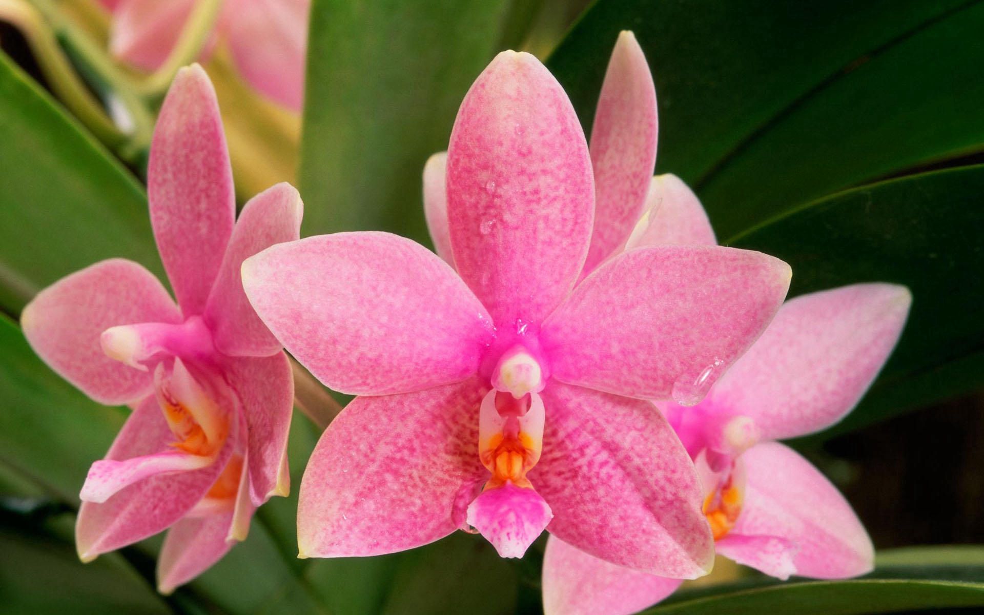 67830 Hintergrundbild herunterladen blume, makro, farbe, punkte, punkt, orchidee, orchid - Bildschirmschoner und Bilder kostenlos