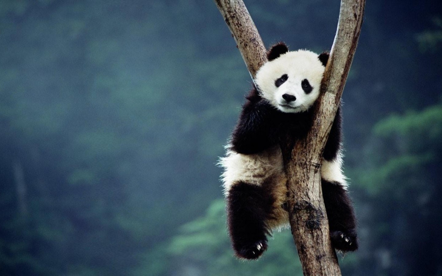 Téléchargez des papiers peints mobile Animaux, Pandas gratuitement.