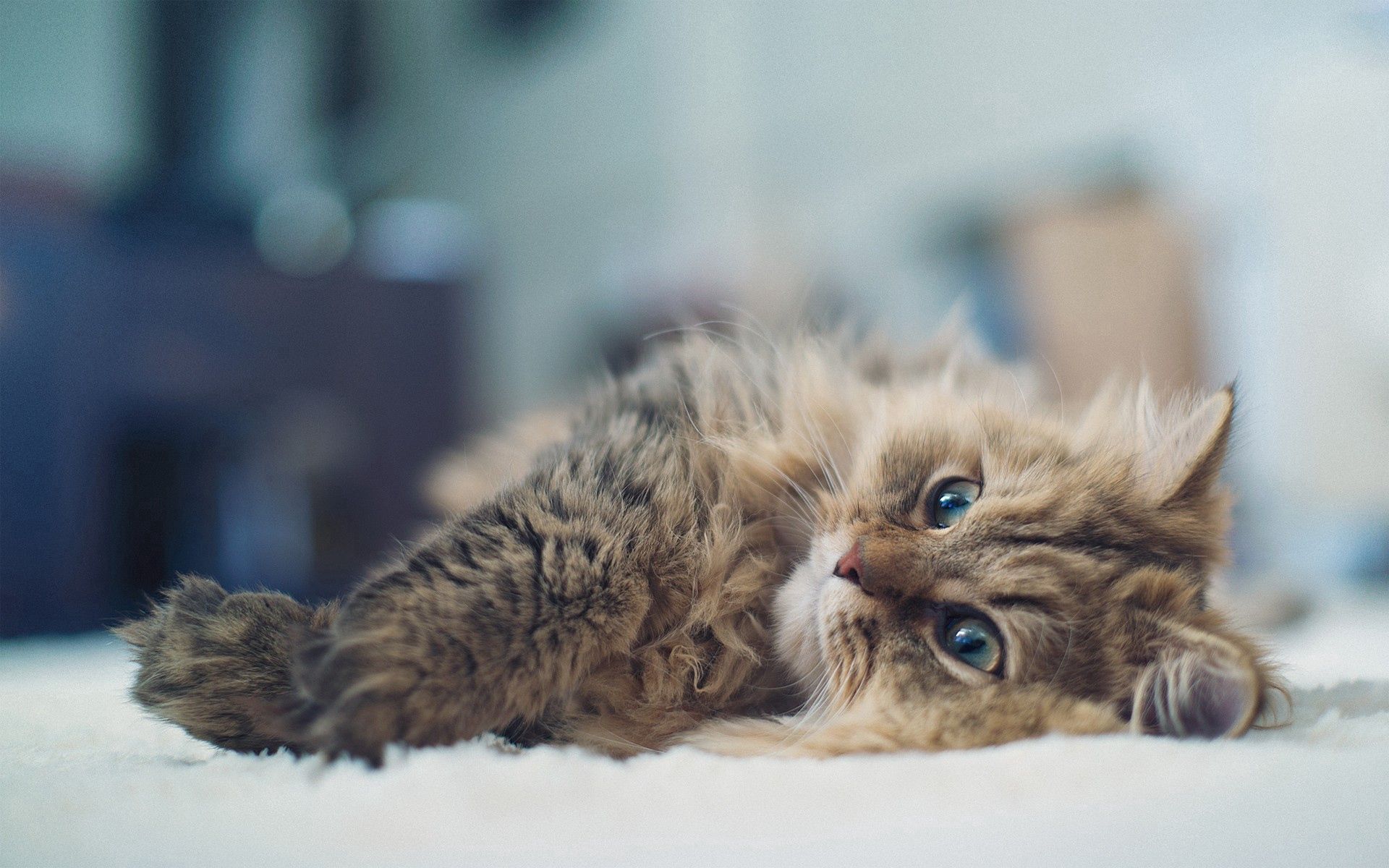 Download PC Wallpaper animals, cat, fluffy, to lie down, lie