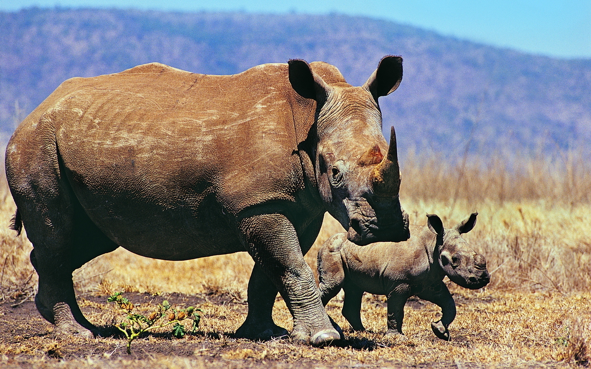 Непарнокопытные носорог
