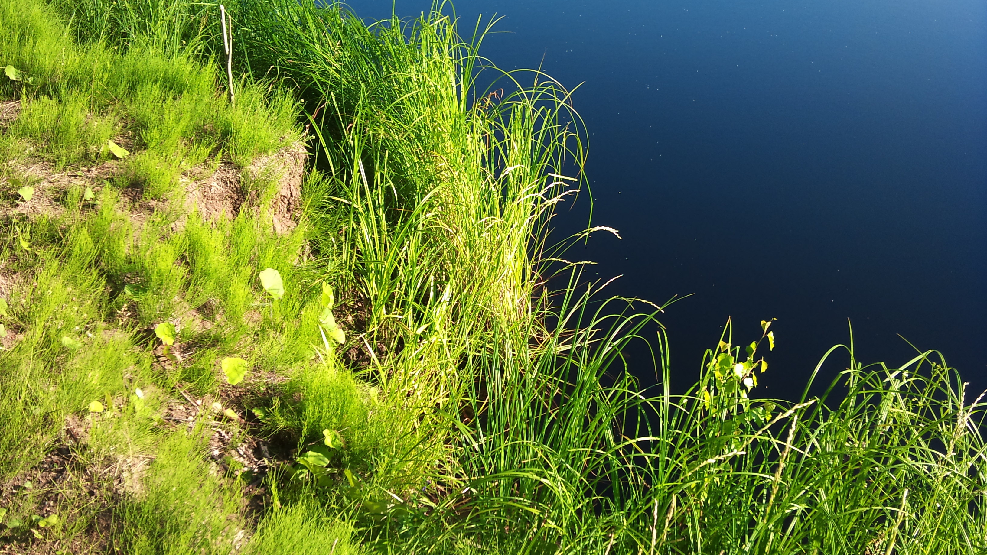 Участка водные поверхности и природный. Прибрежная растительность. Трава на берегу озера. Трава в воде. Прибрежно-водные растения.