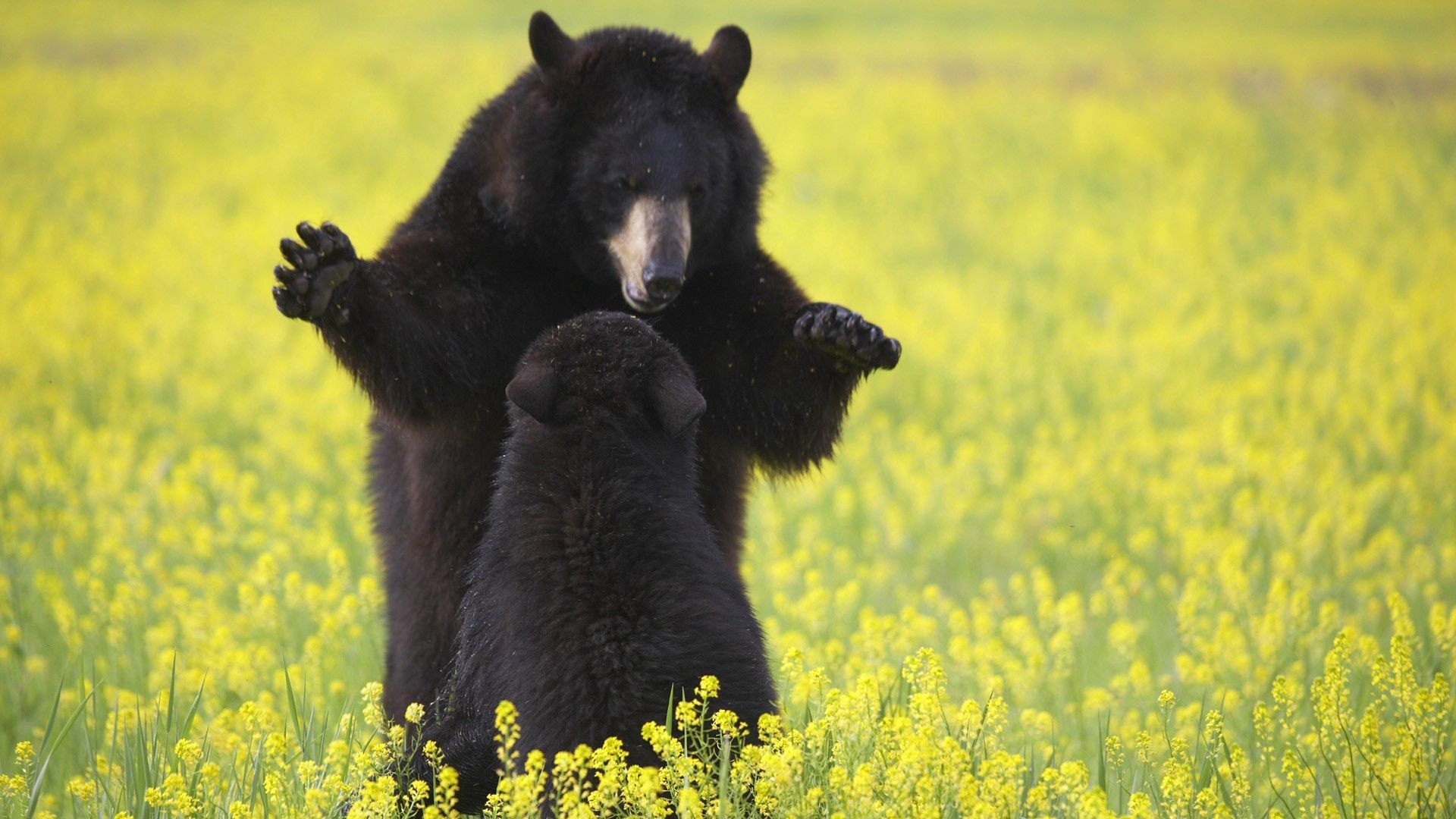 Free download wallpaper Animals, Flowers, Grass, Young, Joey, Bears on your PC desktop
