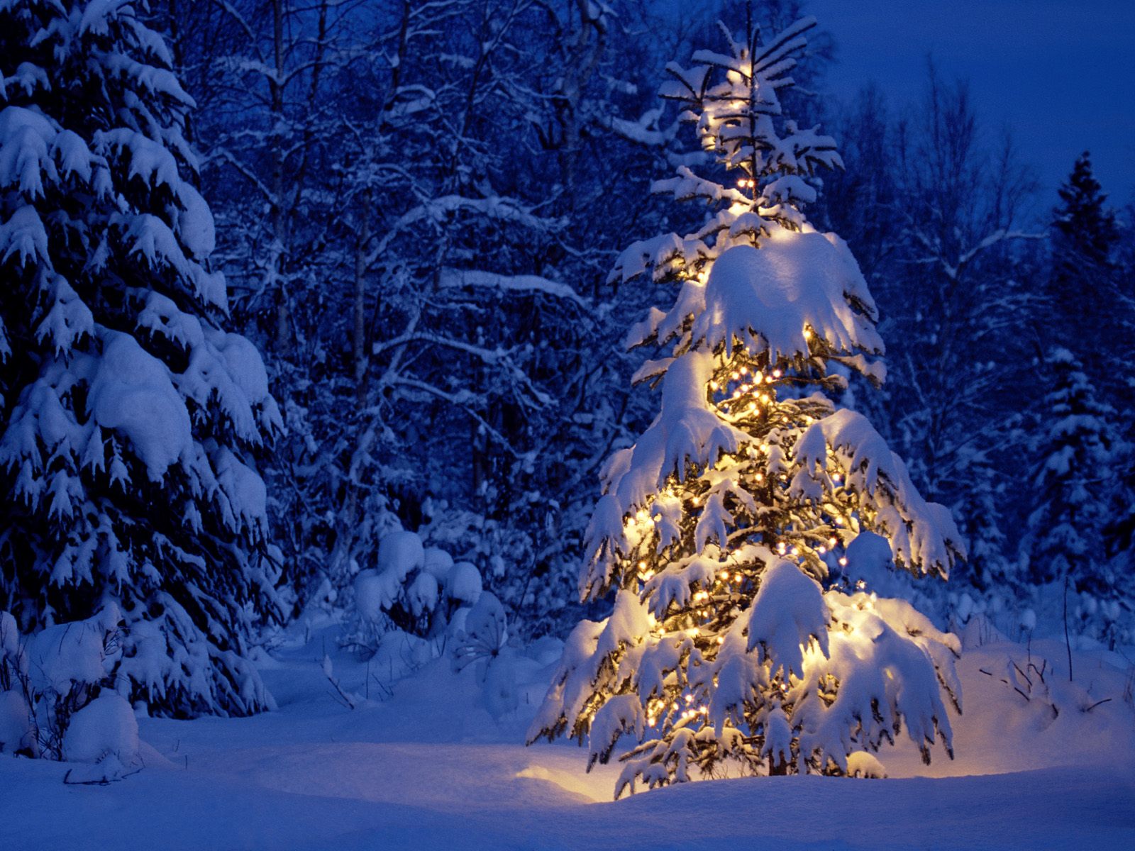 winter, christmas tree, christmas, christmas lights, holiday, snow HD wallpaper