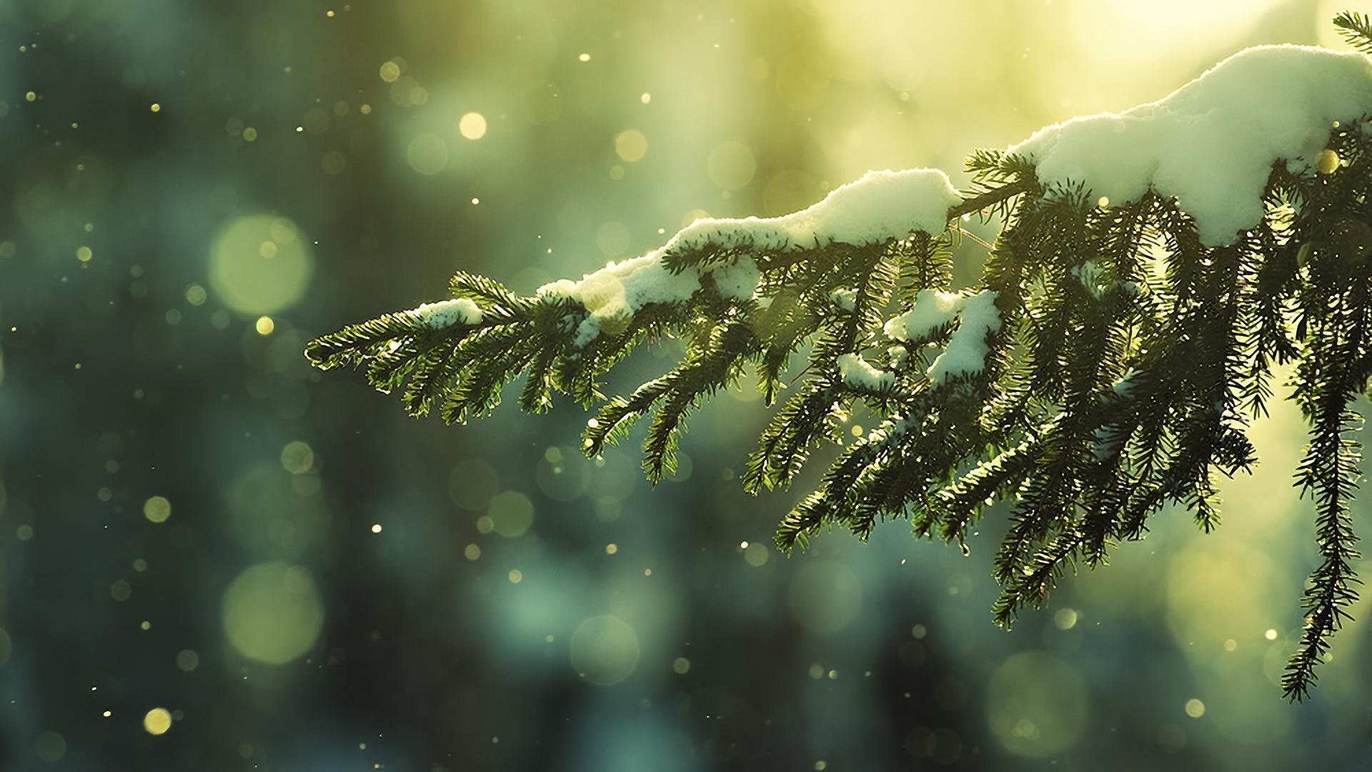 Download mobile wallpaper Fir Trees, Snow, Background for free.