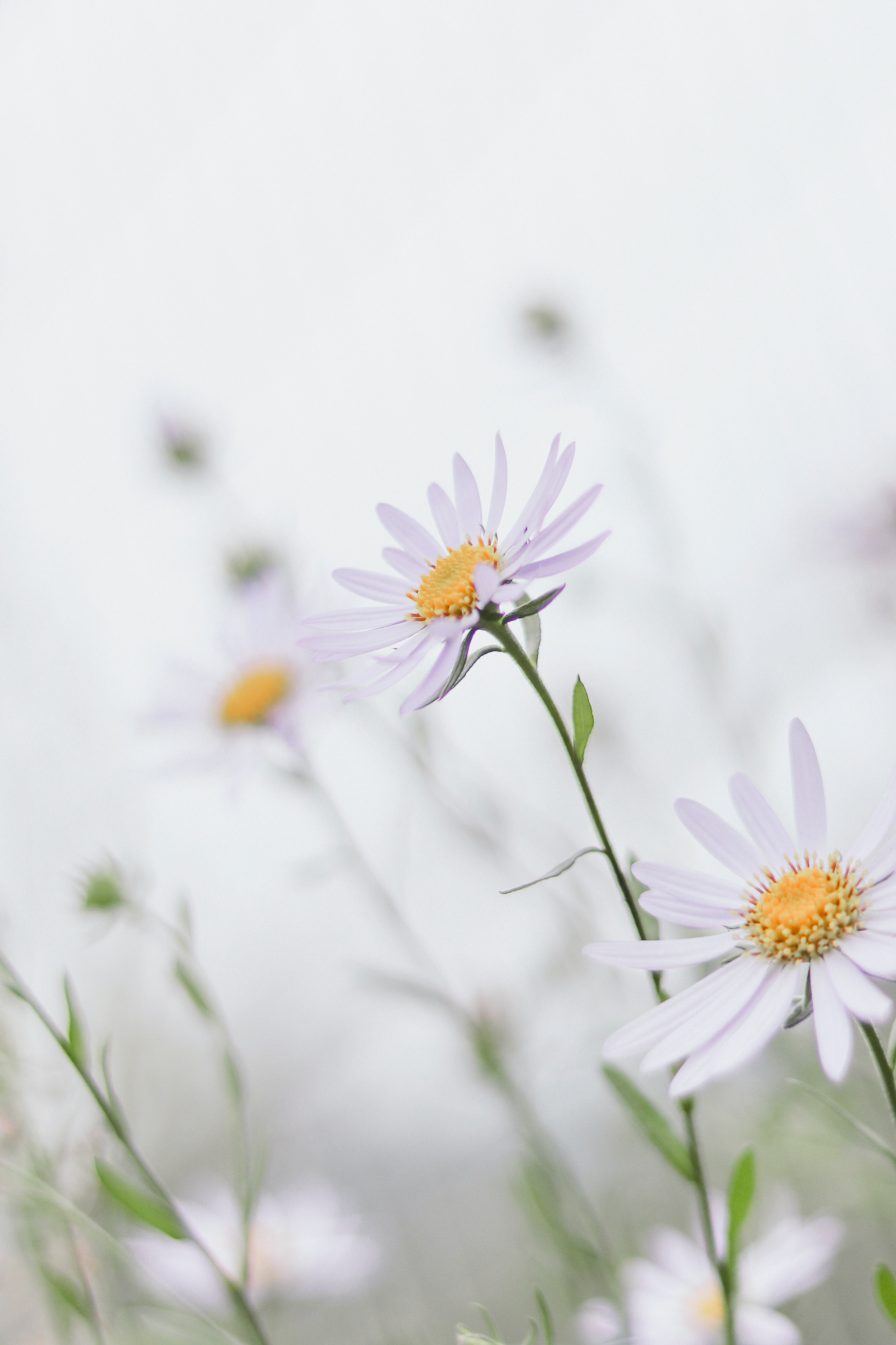 Download mobile wallpaper Chamomile, Macro, Petals, Flowers, Camomile, Leaves for free.