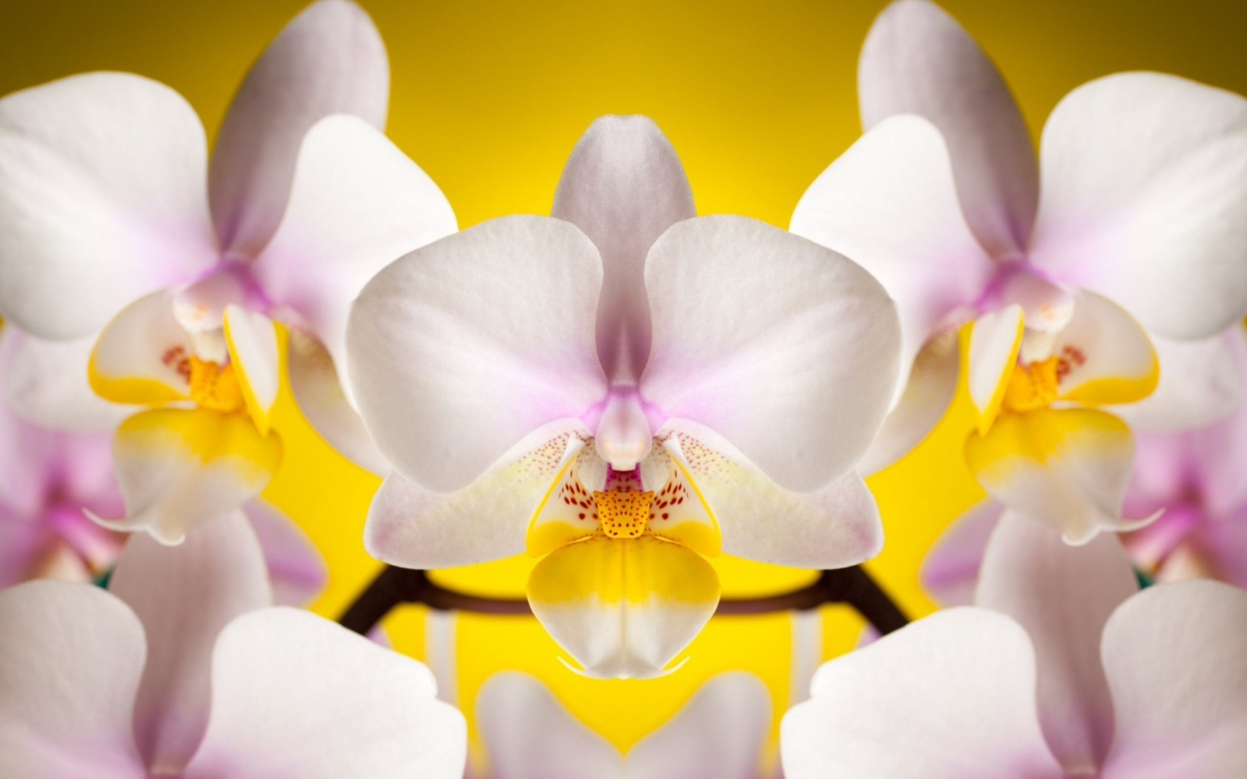Ultrawide Wallpapers Orchid 
