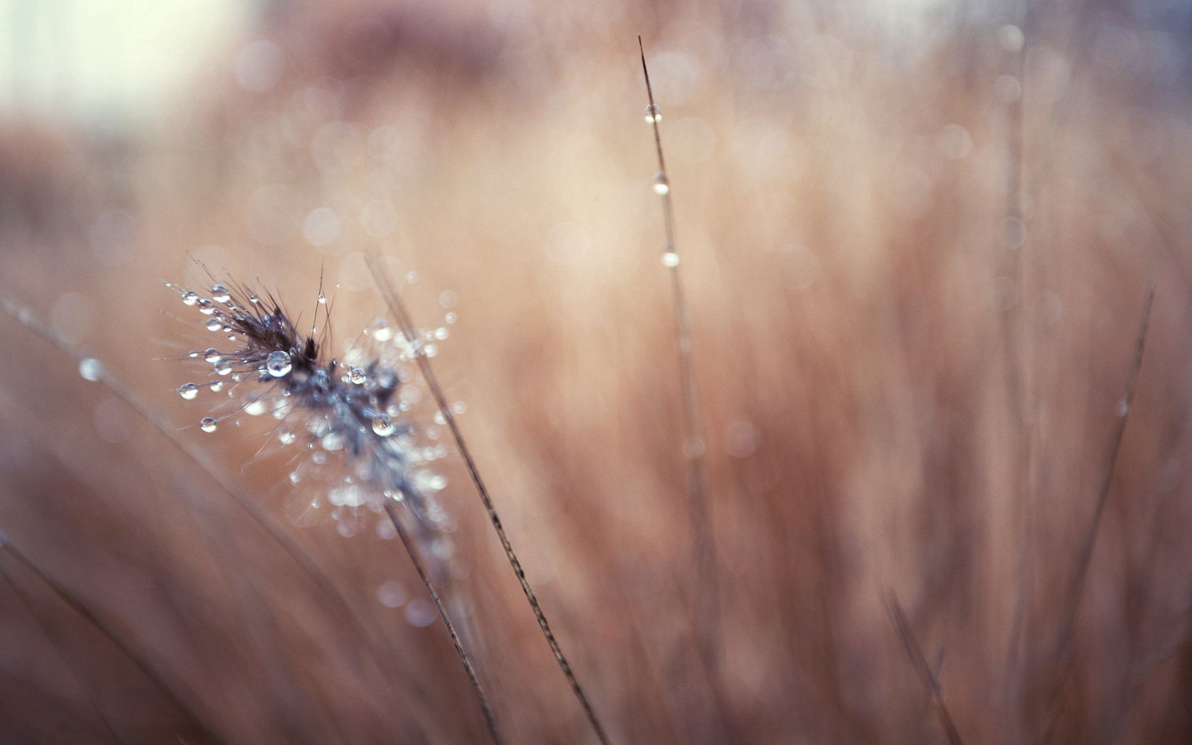 blurred, grass, background, macro, faded, greased