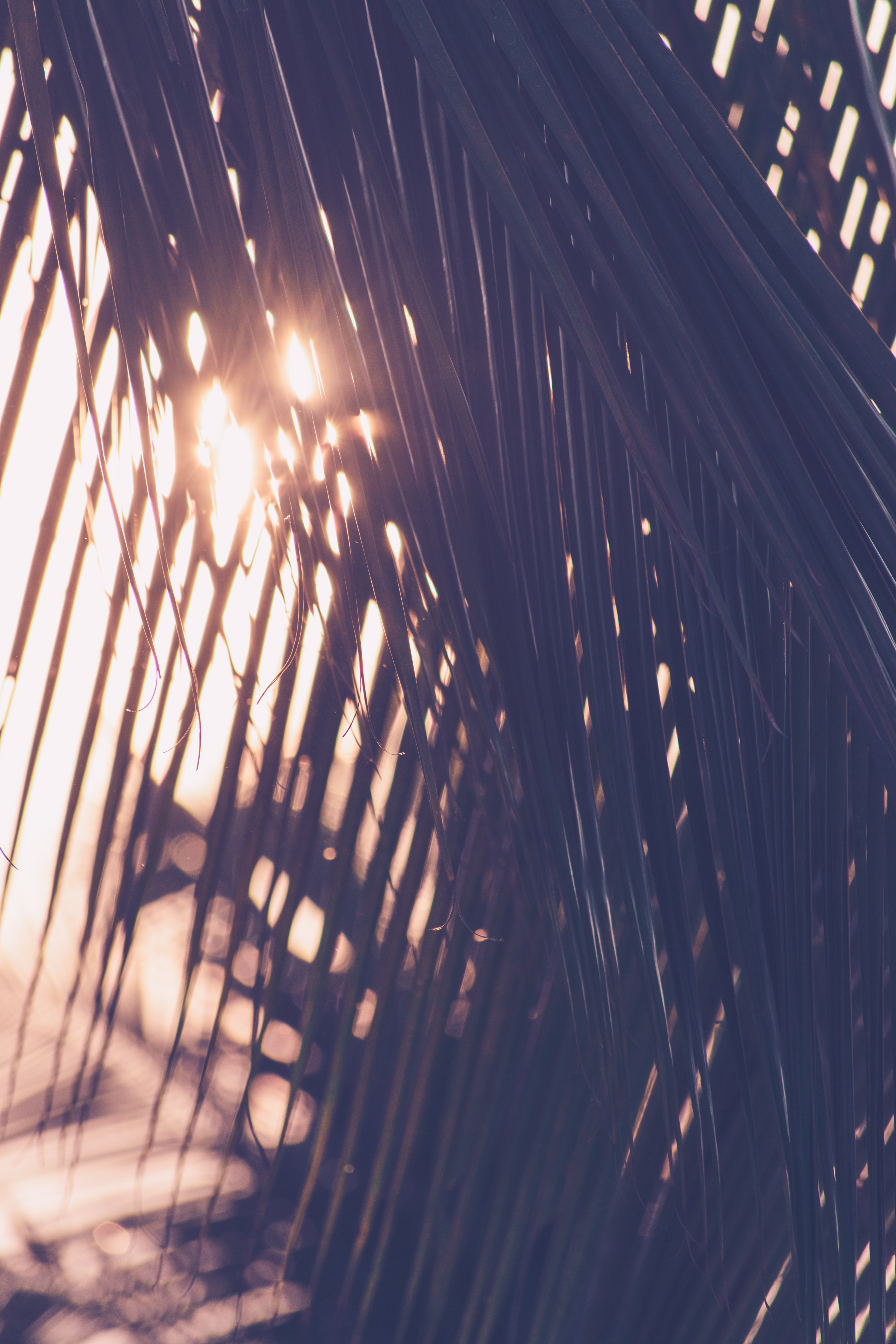 Download mobile wallpaper Sunlight, Leaves, Palm, Smooth, Nature, Blur for free.