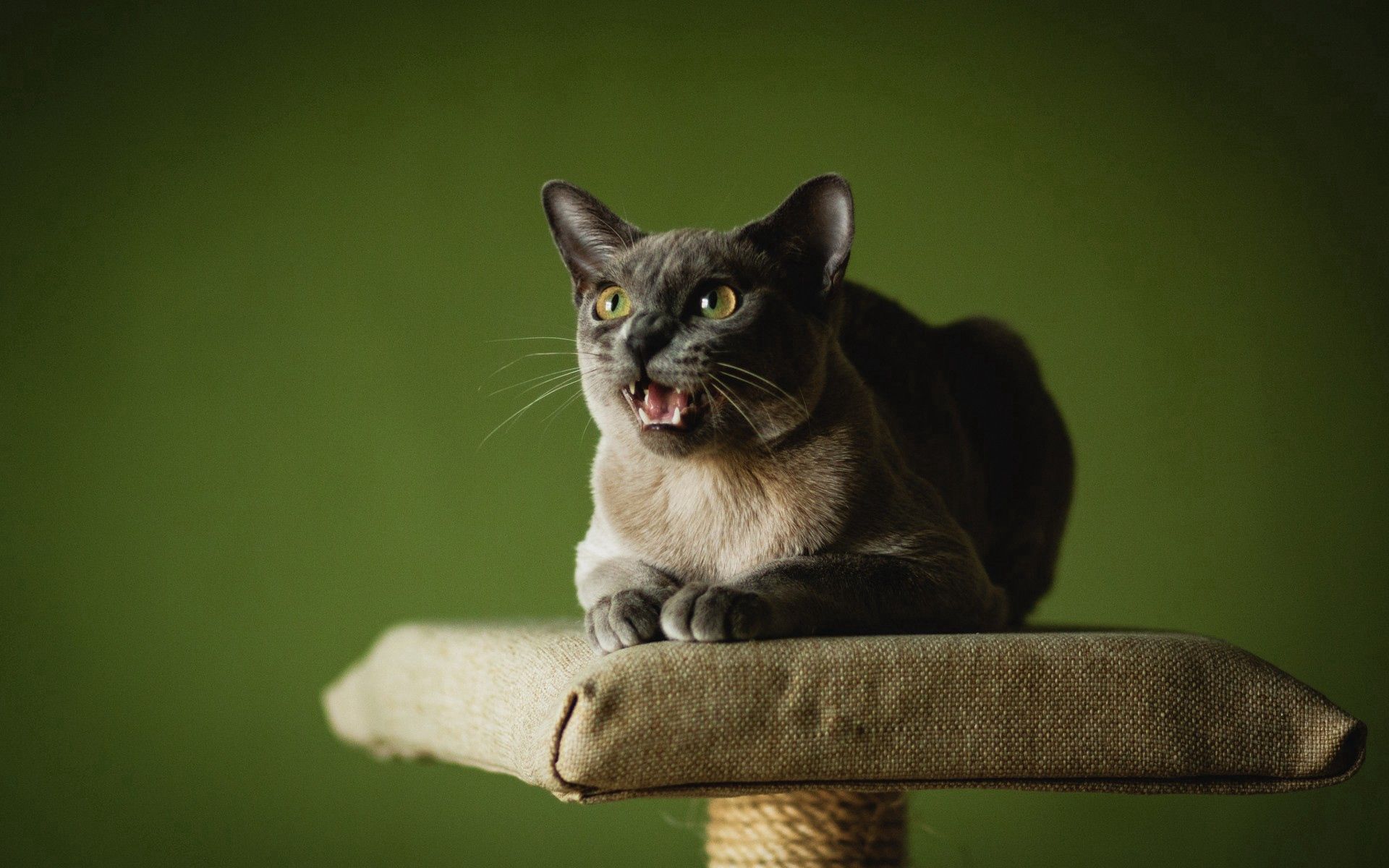 animals, cat, muzzle, scream, cry wallpapers for tablet