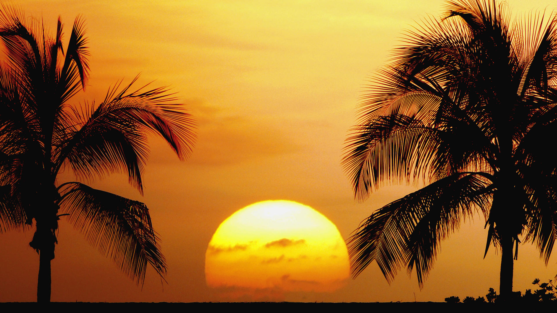 Hawaii bonito beaches palm trees aloha HD phone wallpaper  Peakpx