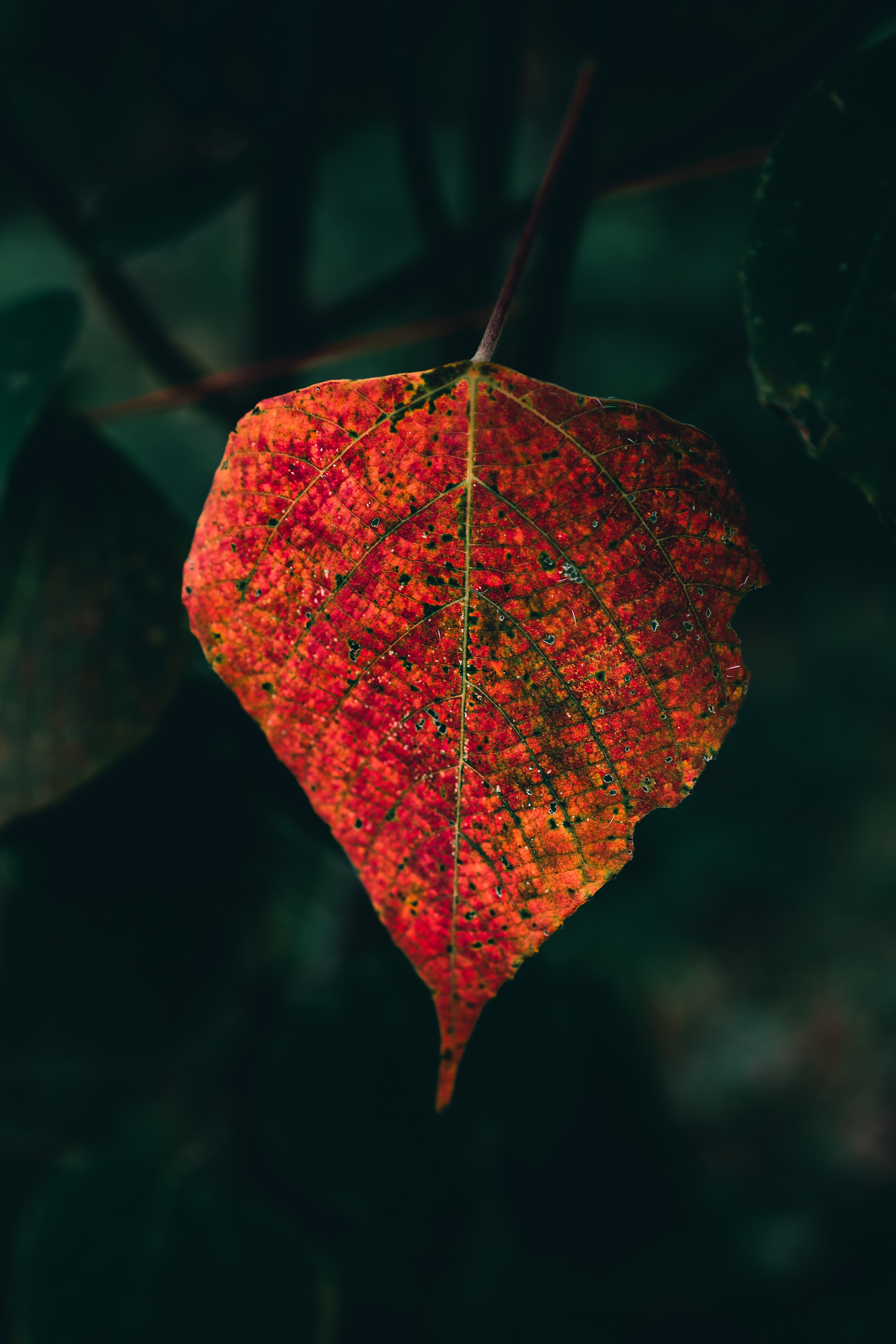 veins, autumn, red, macro, sheet, leaf cellphone