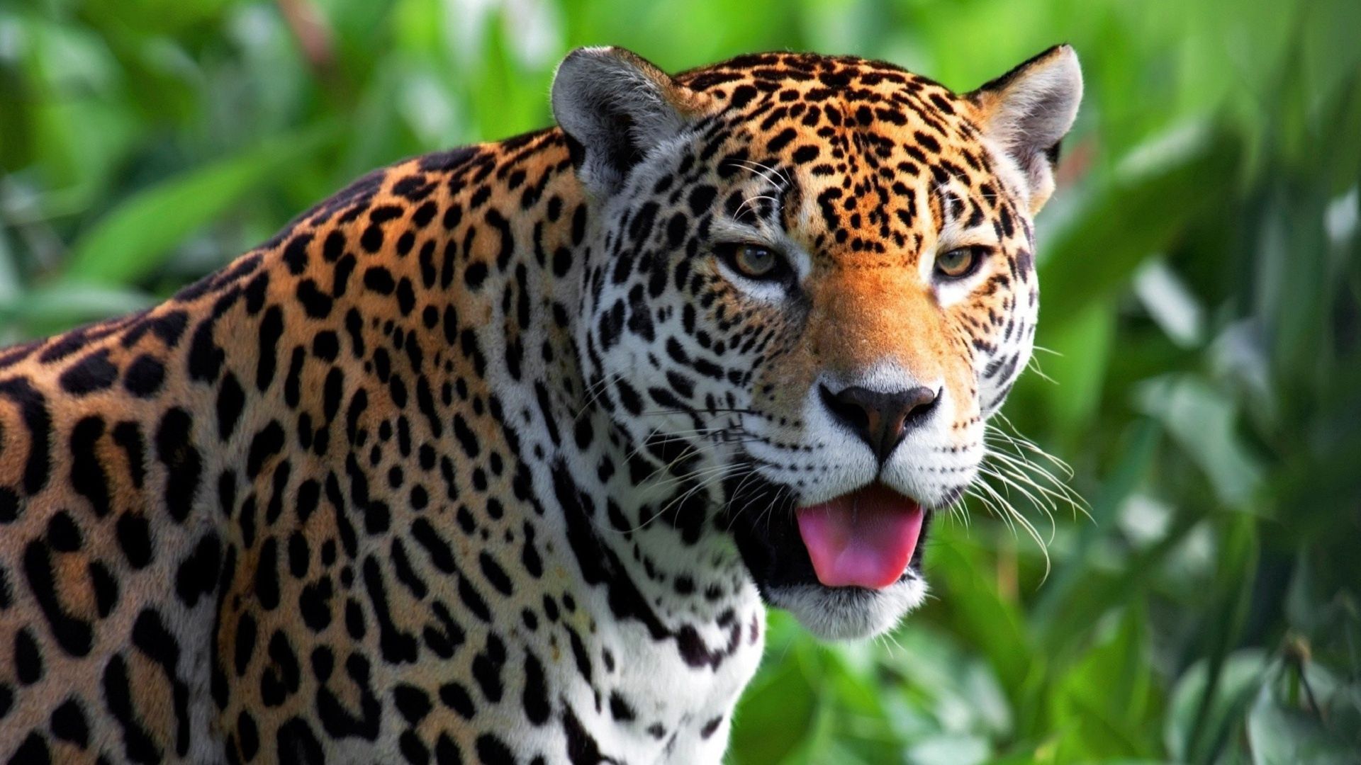 Laden Sie das Jaguar, Sicht, Schnauze, Meinung, Tiere, Predator, Raubtier-Bild kostenlos auf Ihren PC-Desktop herunter