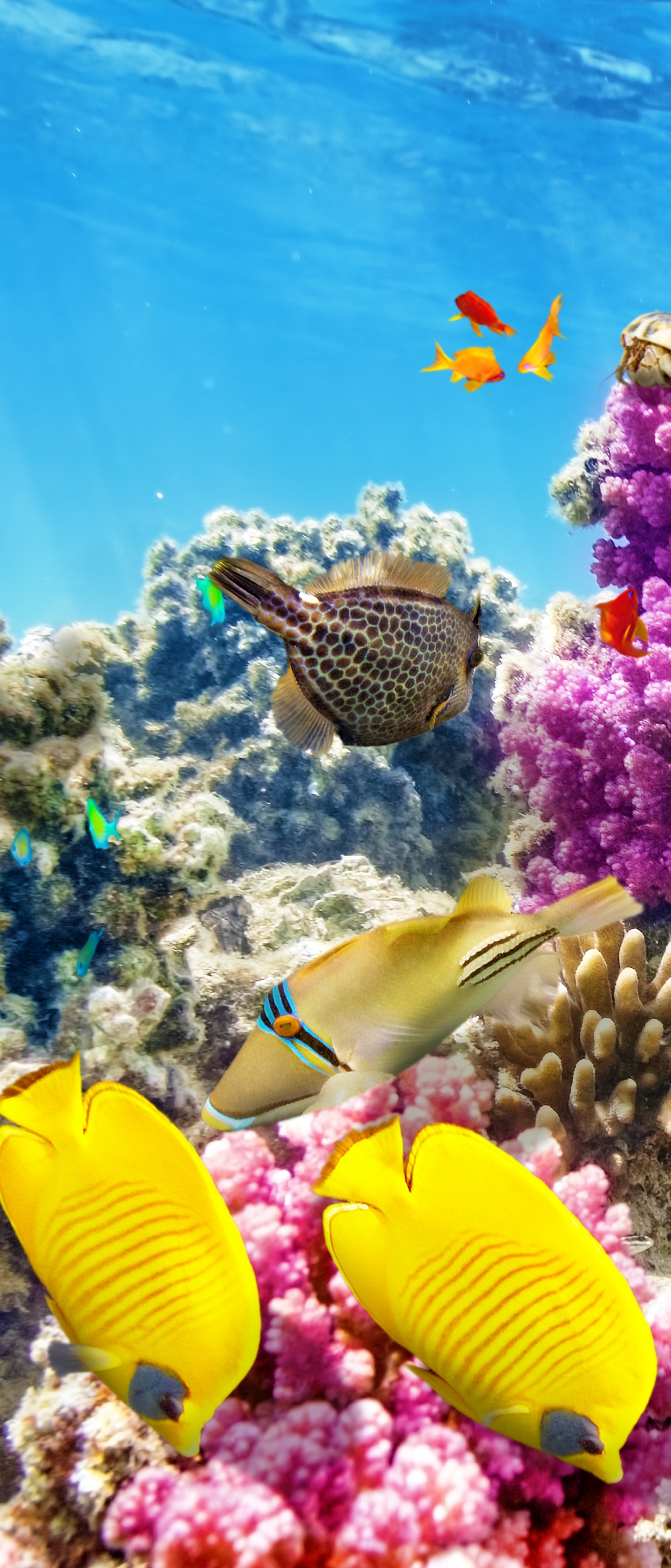 1187835 Bild herunterladen unterwasser, tiere, fisch, korallenriff, fische - Hintergrundbilder und Bildschirmschoner kostenlos