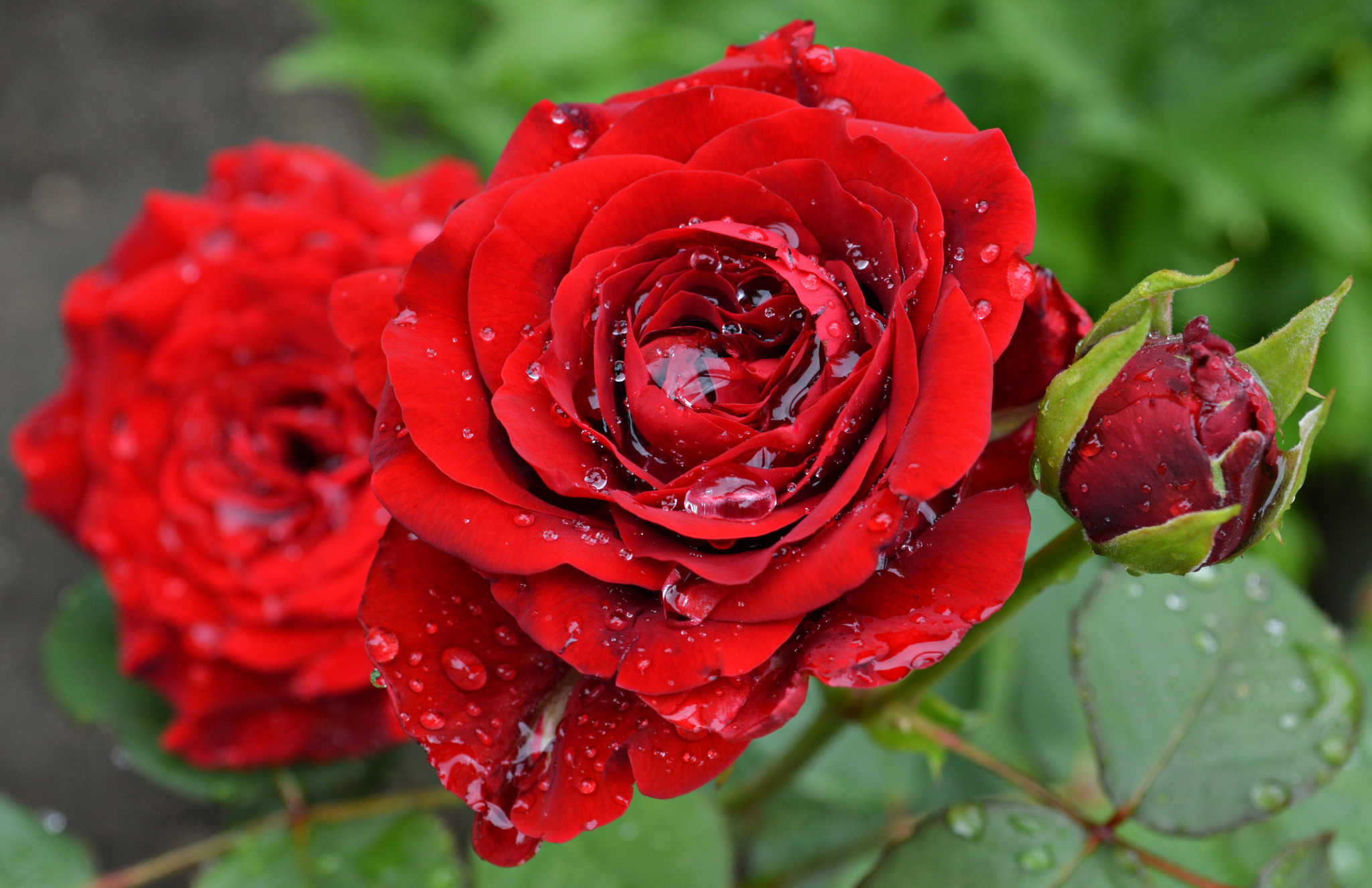 Роза красная фото красивые картинки