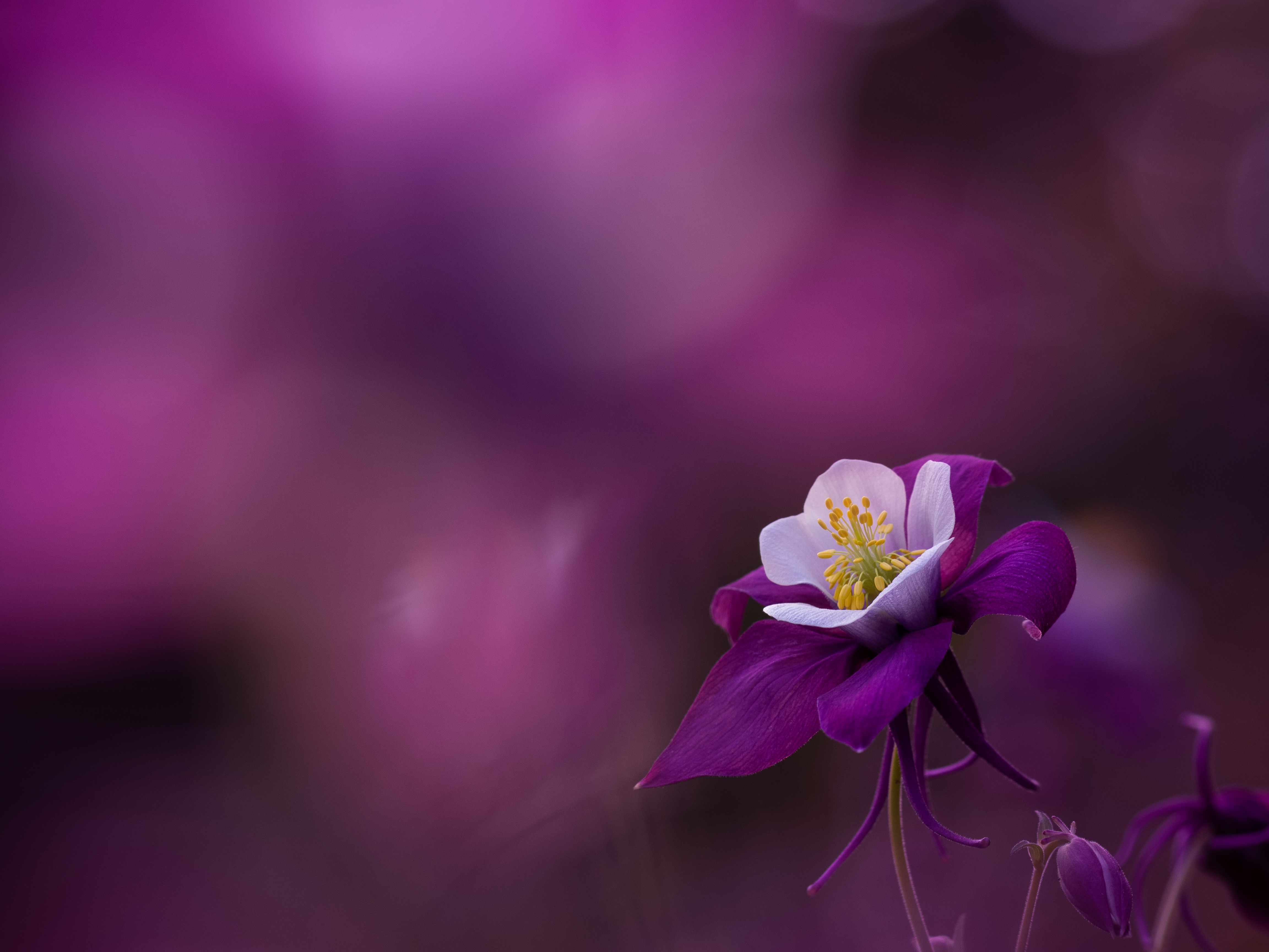 Фото цветы на фиолетовом фоне