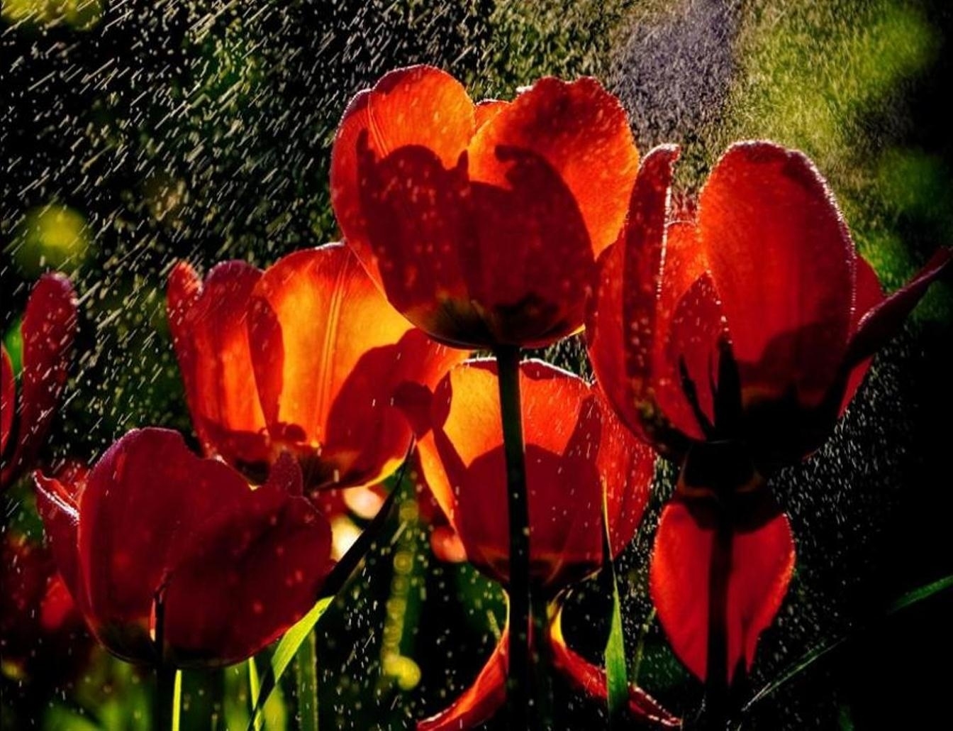 vertical wallpaper drops, flowers, rain, tulips, freshness