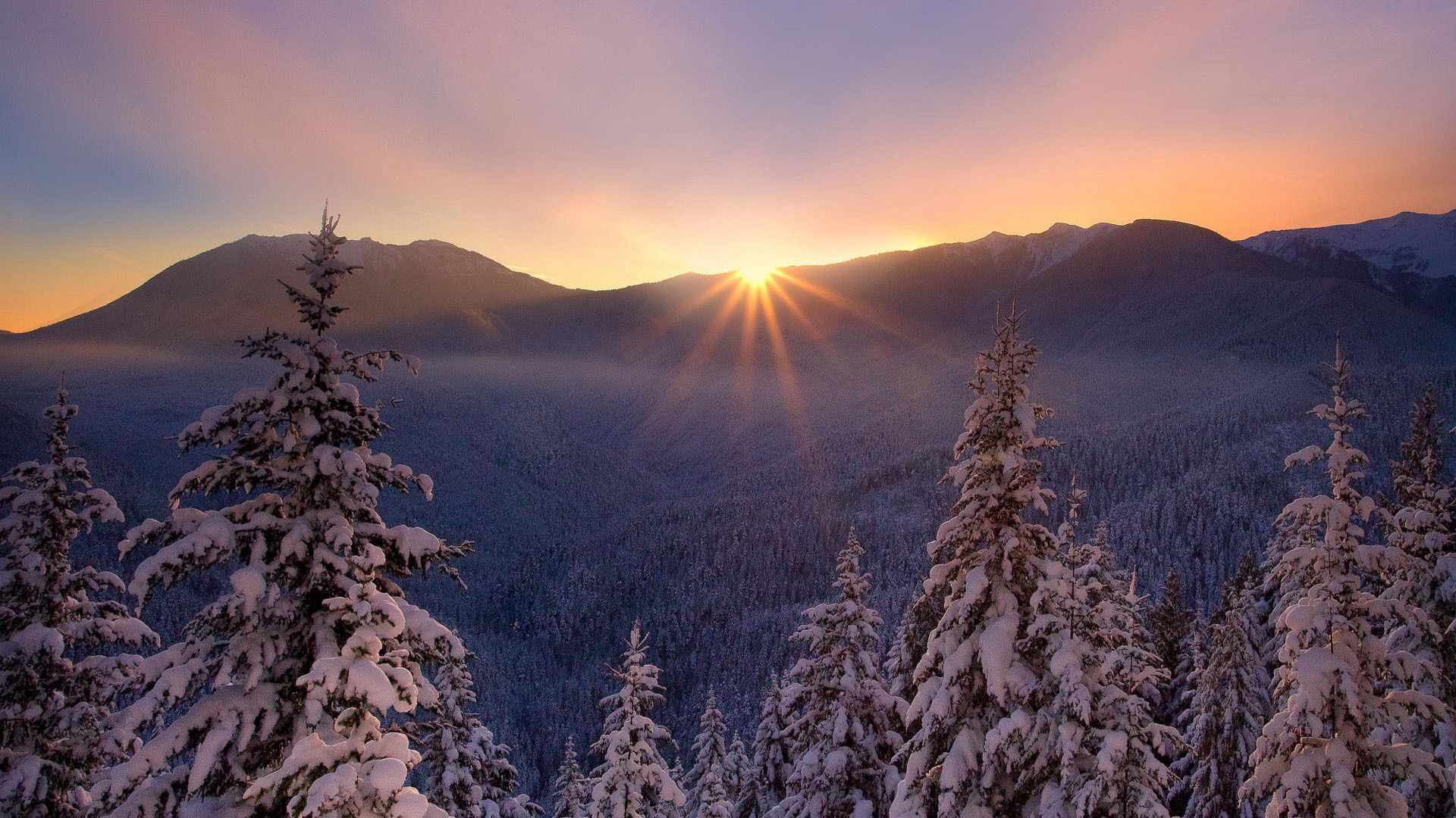 vertical wallpaper fir trees, frost, sunset, winter, nature, snow, beautiful, highlands, forest area