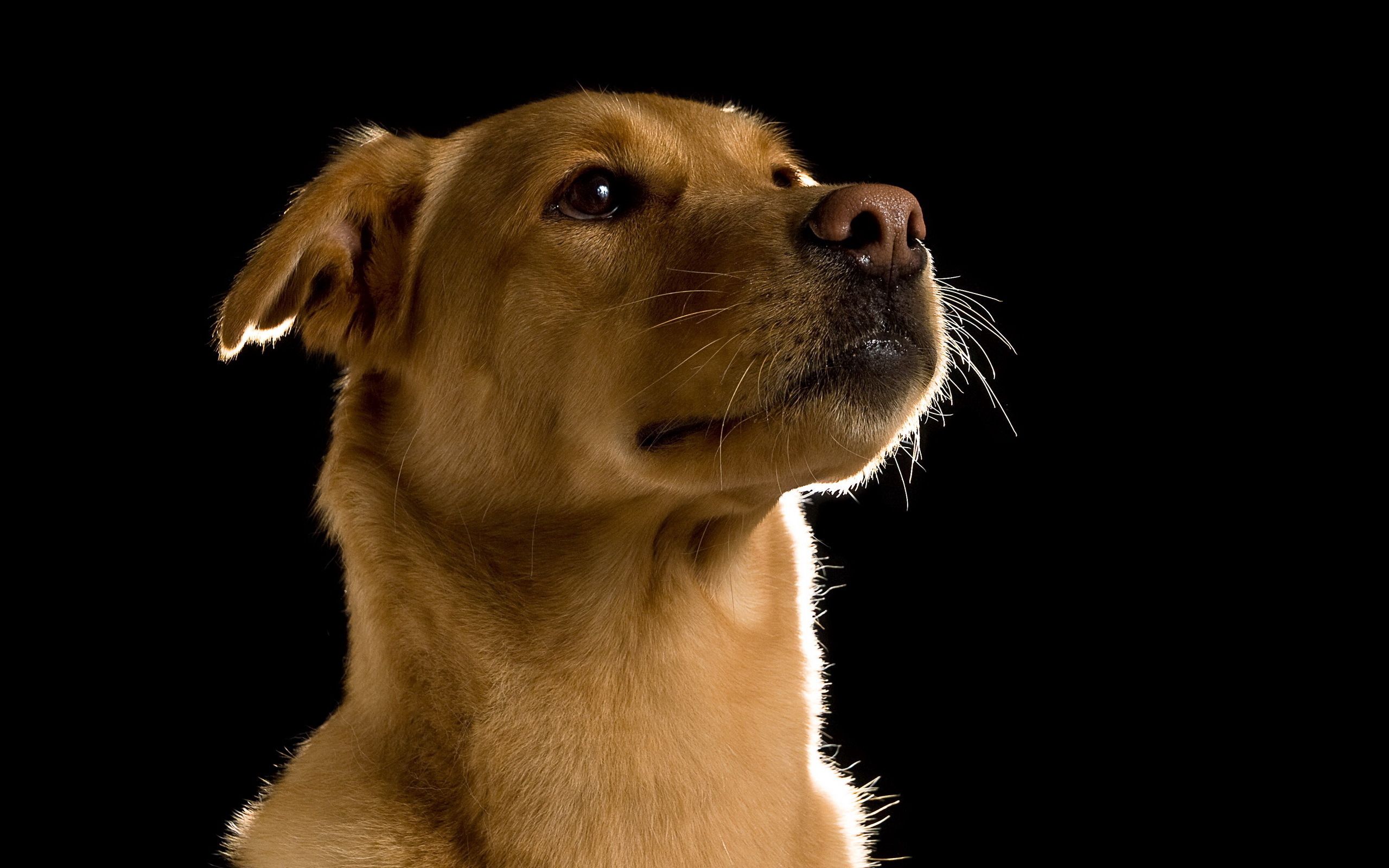 Download mobile wallpaper Sight, Opinion, Muzzle, Animals, Dog for free.