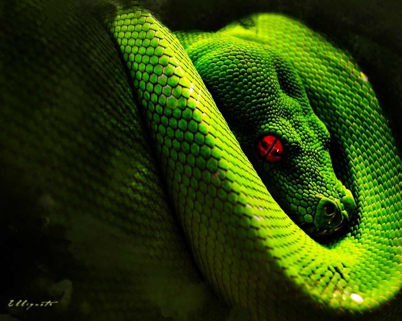 Descarga gratuita de fondo de pantalla para móvil de Serpientes, Animales.