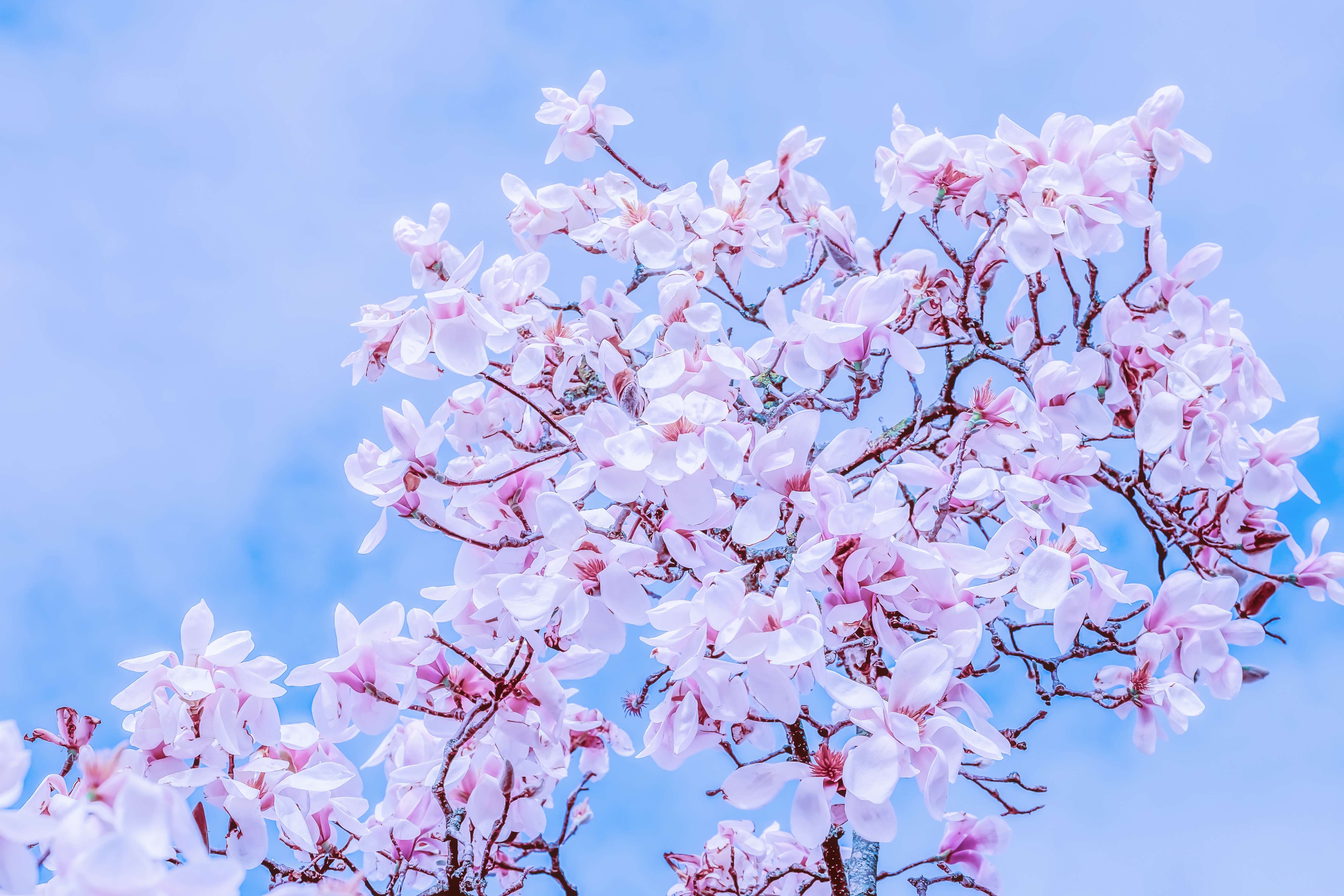 bloom, magnolia, flowers, sky, branches, flowering Full HD
