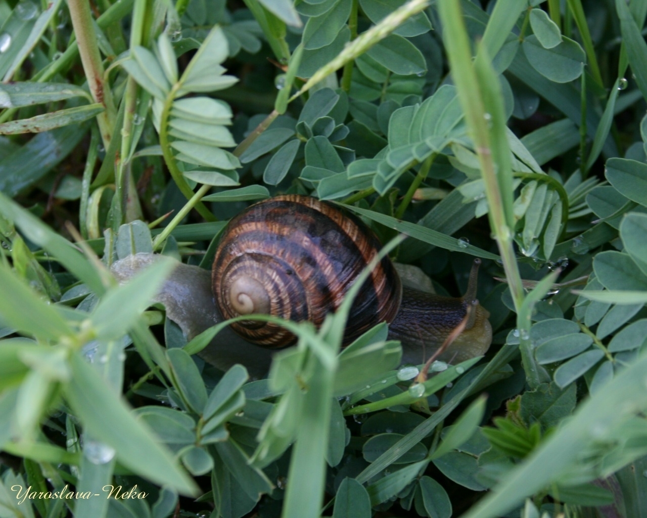 Download mobile wallpaper Snails, Animals, Plants for free.