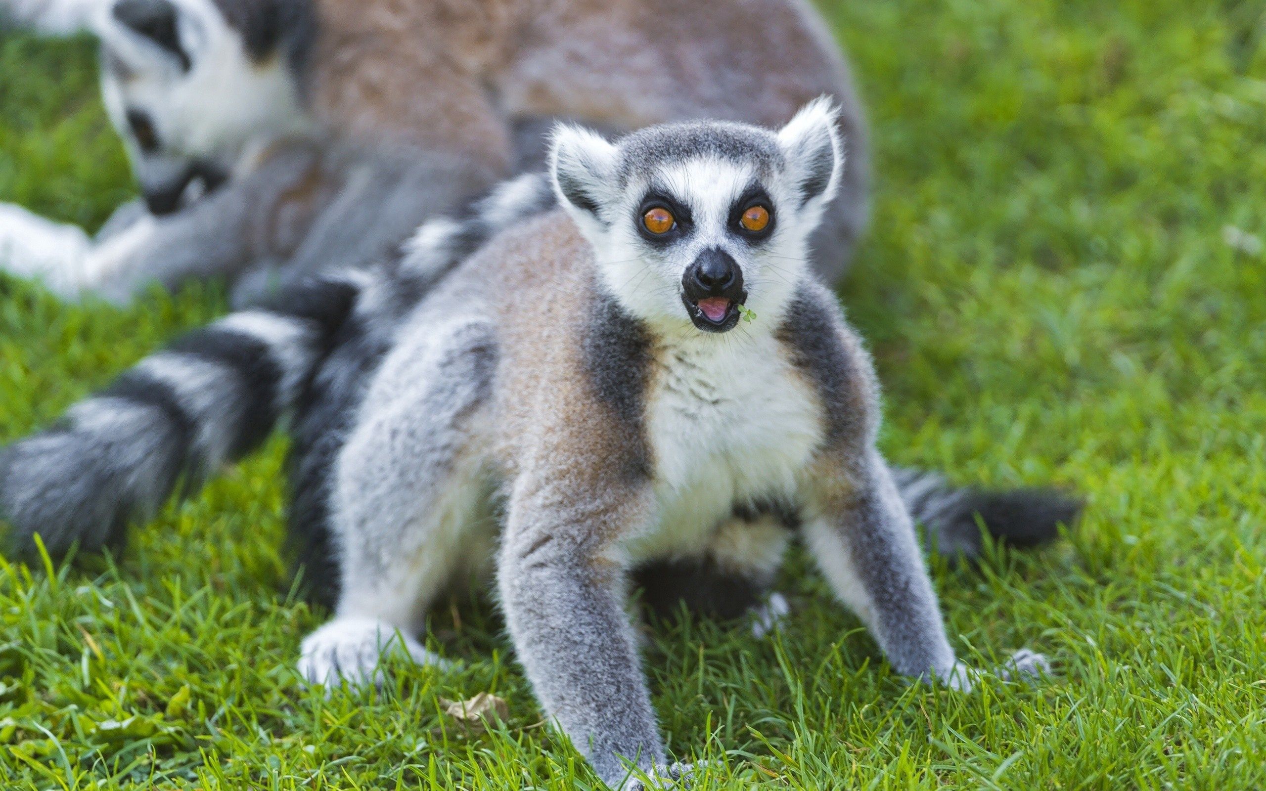 129215 Hintergrundbild herunterladen lemur, tiere, grass, farbe, sicht, meinung - Bildschirmschoner und Bilder kostenlos