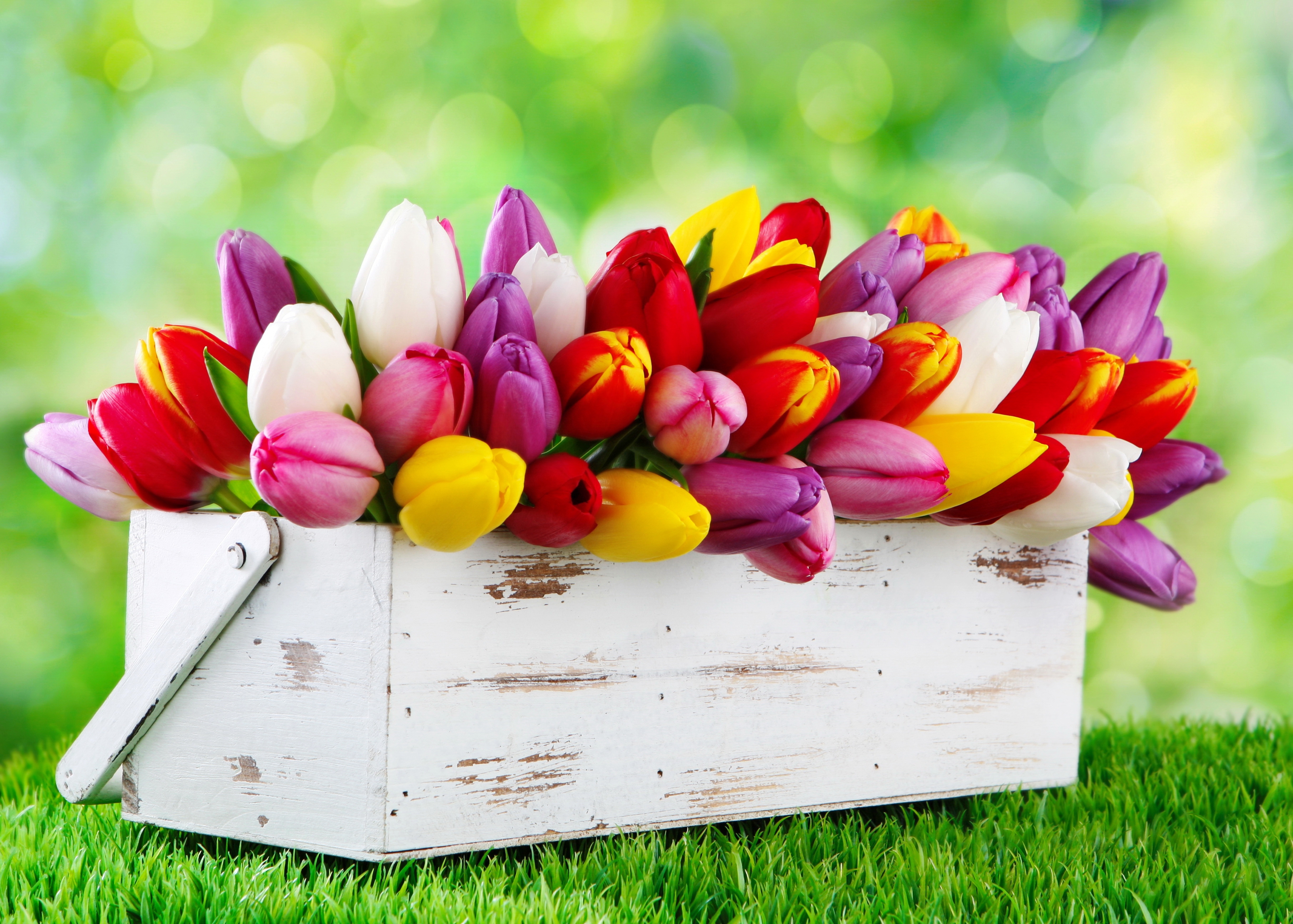 box, earth, tulip, colorful, colors, flower, purple flower, red flower, white flower, flowers HD wallpaper