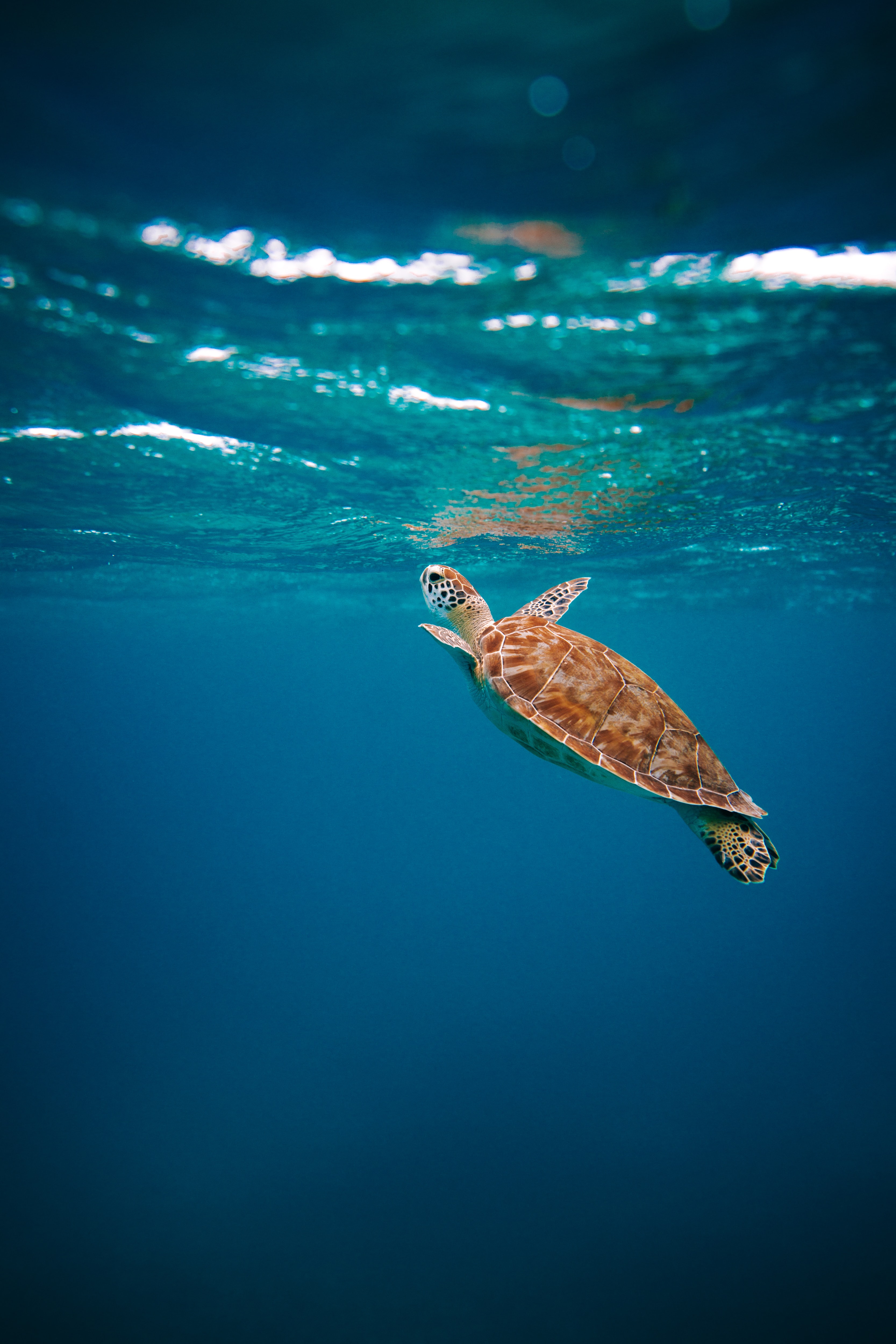 animals, water, underwater world, carapace, shell, turtle phone wallpaper