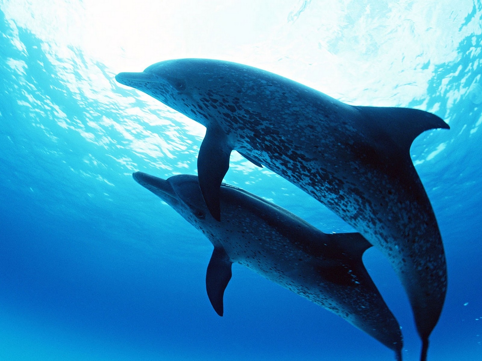 2492 baixar imagens animais, golfinhos, mar, azul - papéis de parede e protetores de tela gratuitamente